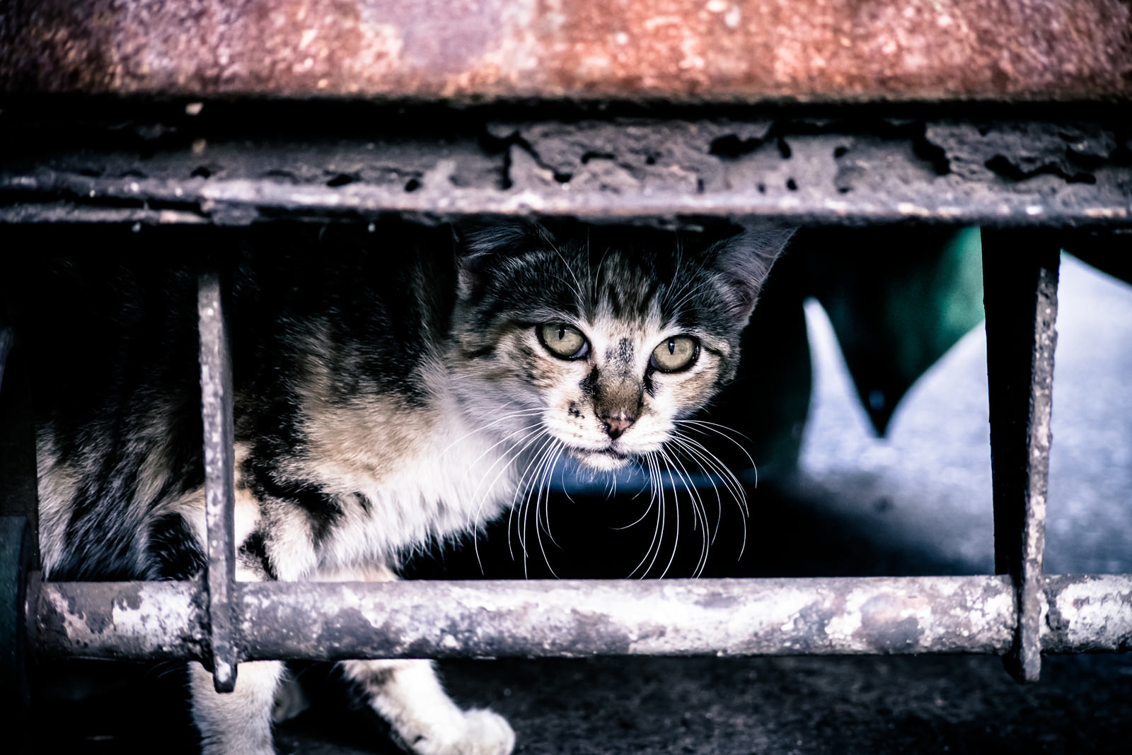 やせ細った野良猫の写真を無料ダウンロード フリー素材 ぱくたそ