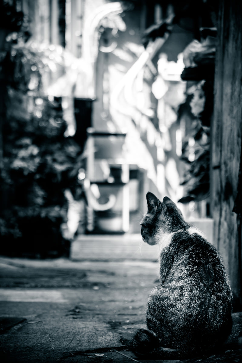 路地裏猫 モノクロ の写真素材 ぱくたそ