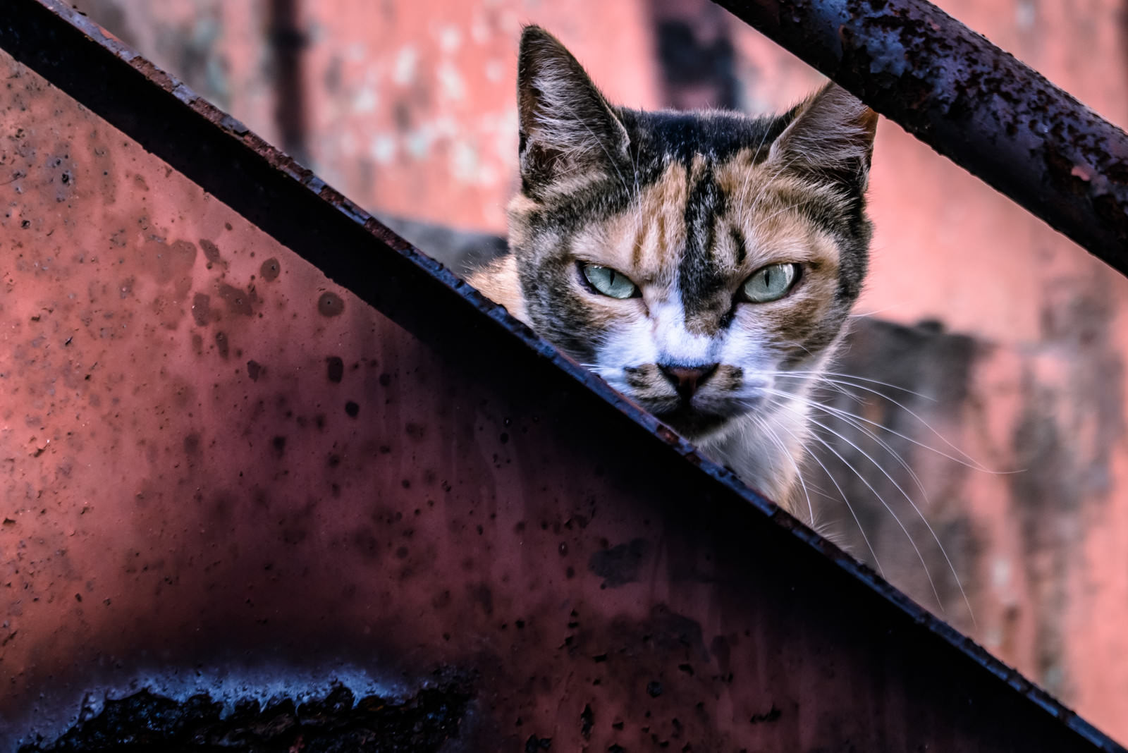 「威嚇して縄張りを守る猫」の写真