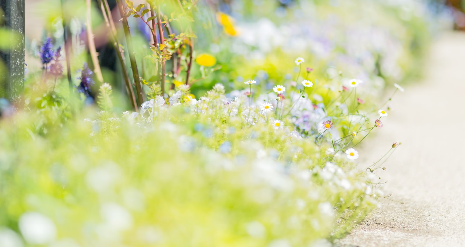 道に溢れる草花の写真を無料ダウンロード フリー素材 ぱくたそ