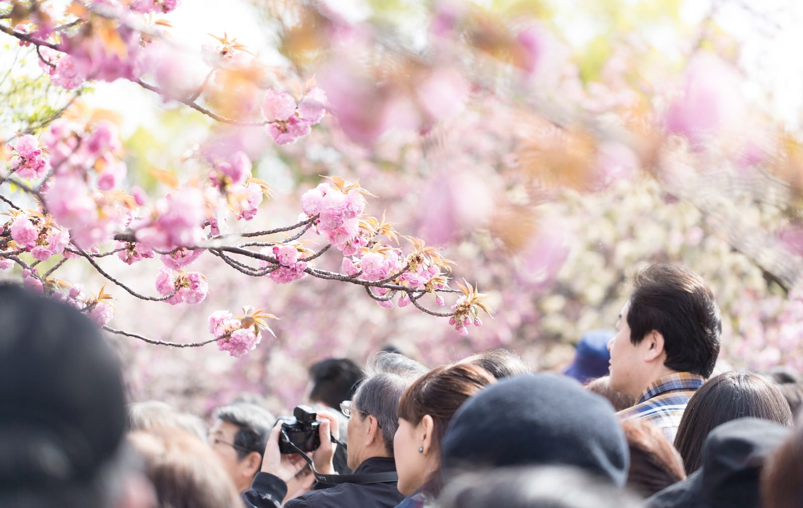 花見に訪れた観光客の写真（画像）を無料ダウンロード - フリー素材のぱくたそ