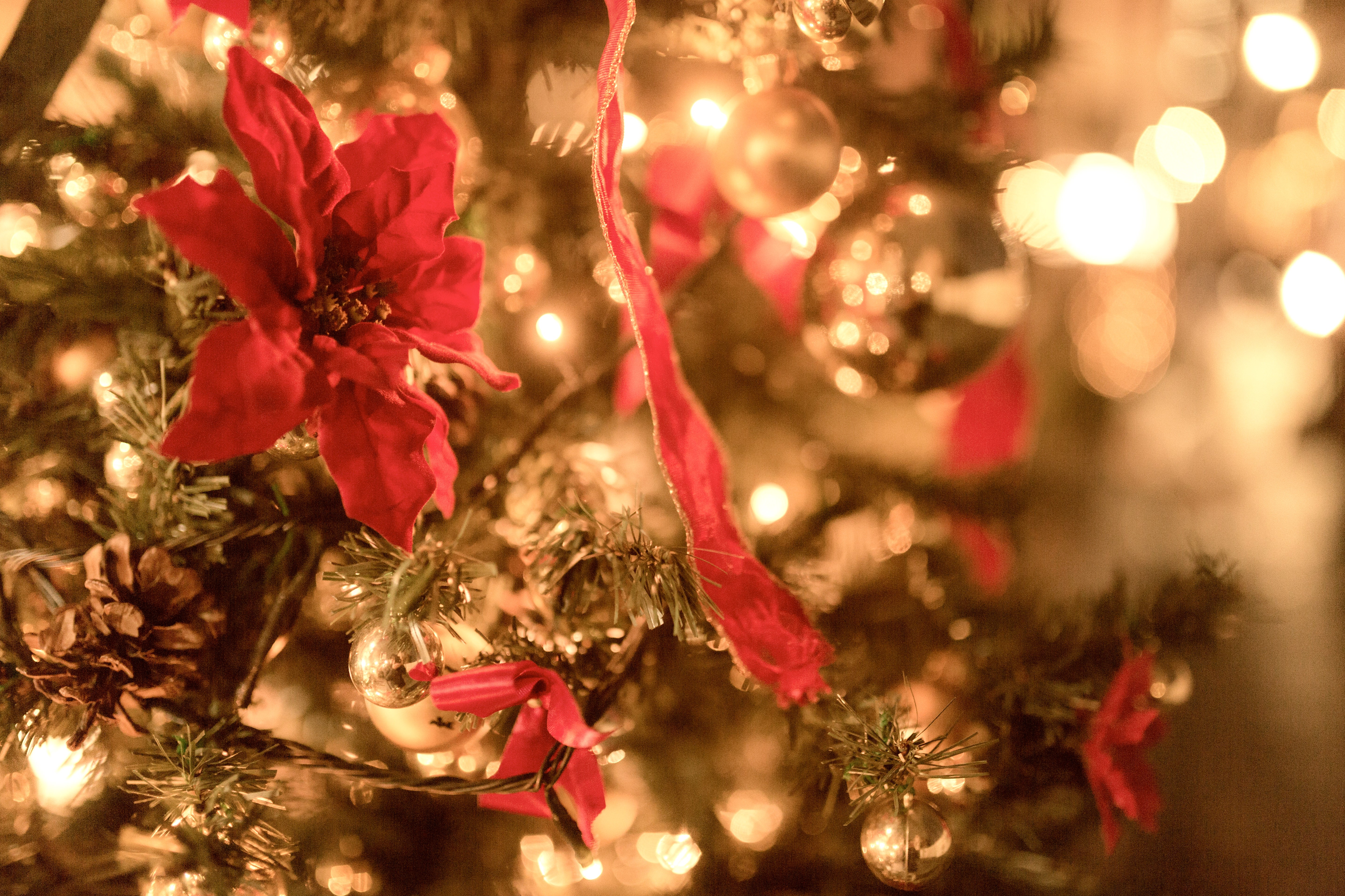 輝くクリスマスツリーの写真を無料ダウンロード フリー素材 ぱくたそ