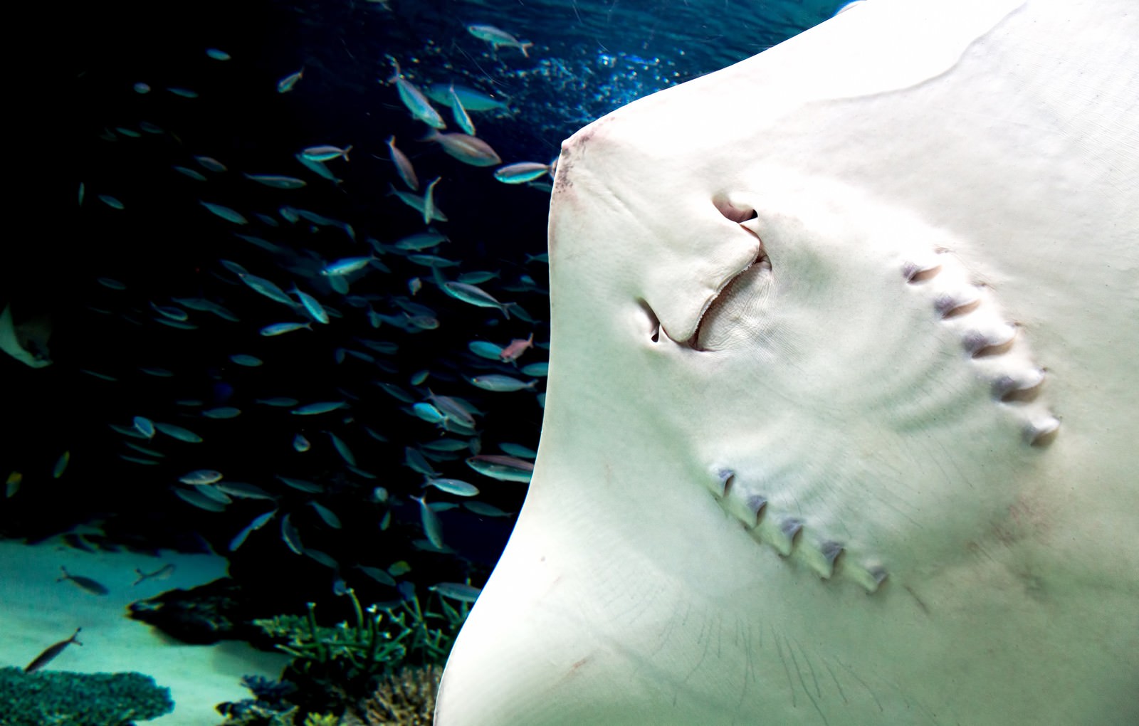 まるでお化けのようなエイの裏側 水族館 の写真素材 ぱくたそ