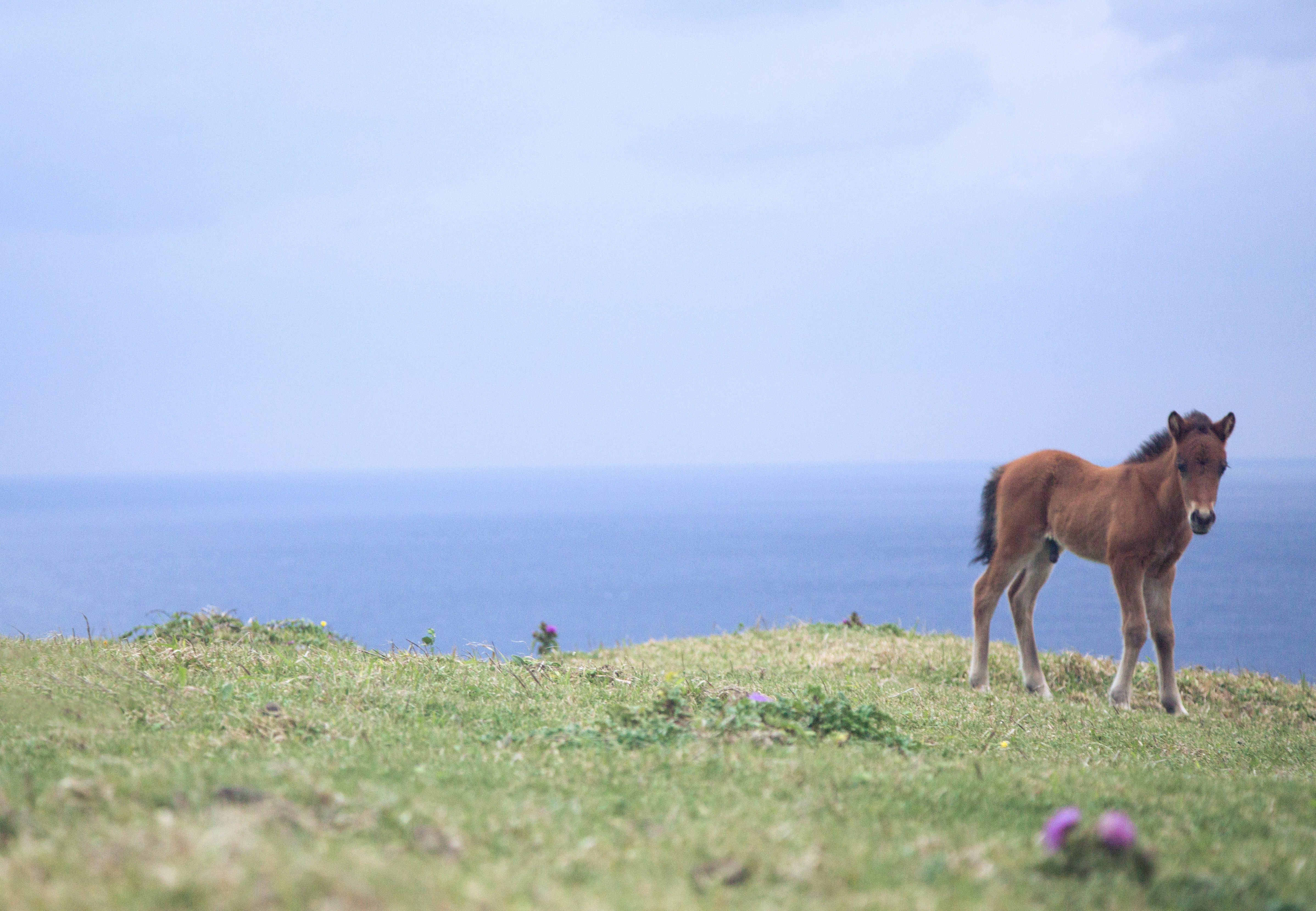 与那国島でのびのび生きる子馬の写真素材 ぱくたそ