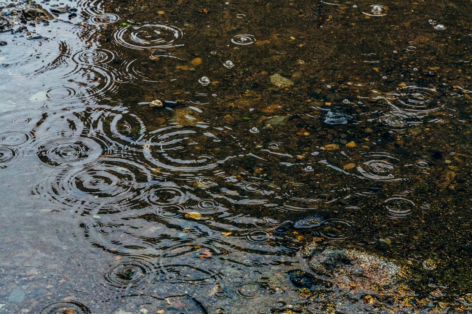 「雨の日の水たまり」の写真
