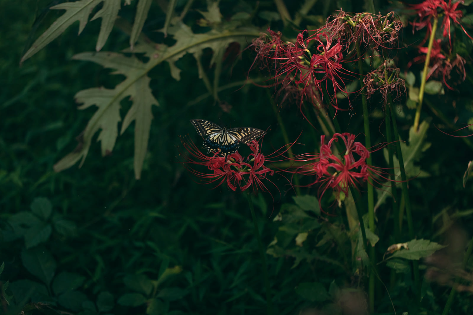 「枯れた彼岸花の蜜を吸うアゲハチョウ | フリー素材のぱくたそ」の写真