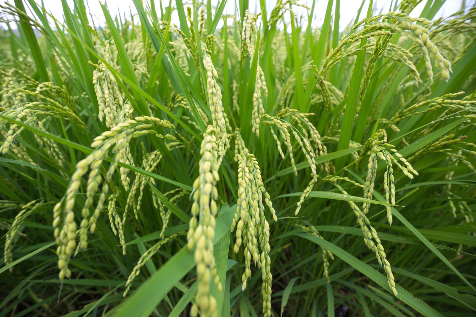 「夏の稲 | フリー素材のぱくたそ」の写真