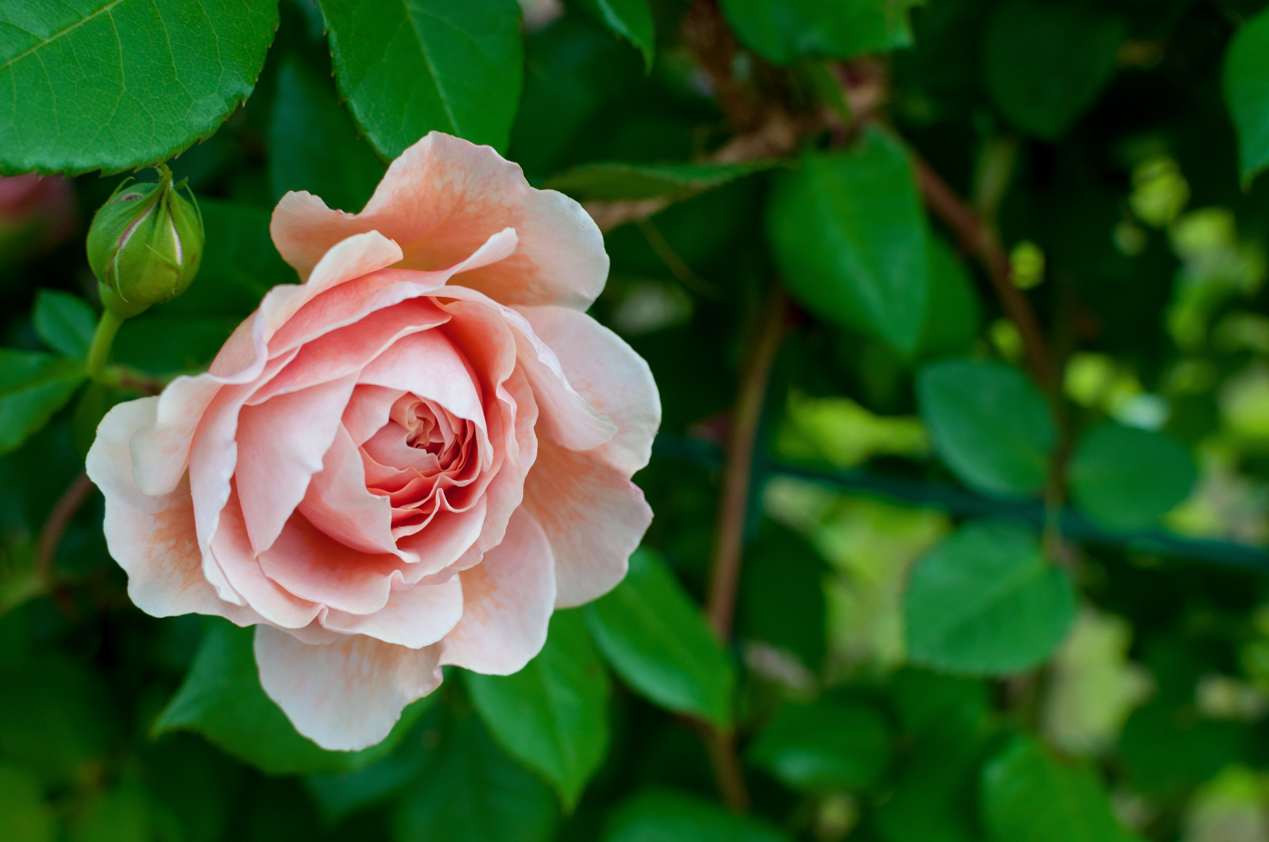 サーモンピンクのバラの写真素材 ぱくたそ