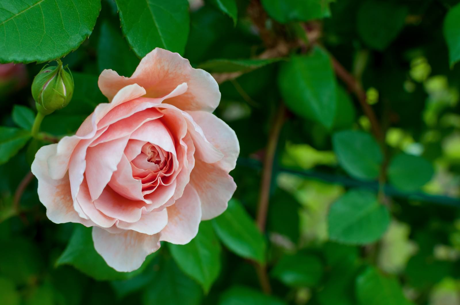 サーモンピンクのバラの写真 画像 フリー素材 ぱくたそ