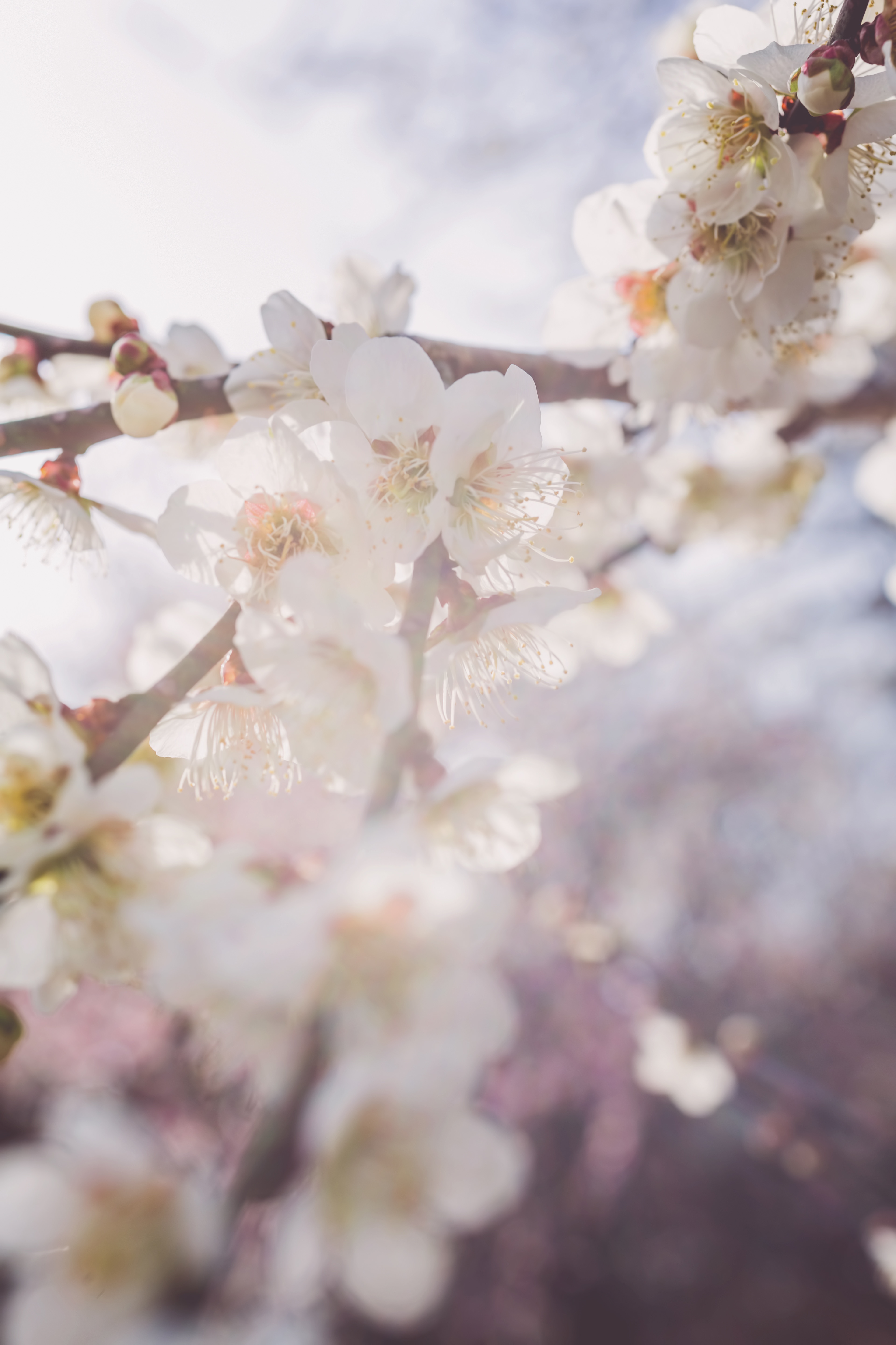 淡い光と梅の花のフリー素材 ぱくたそ