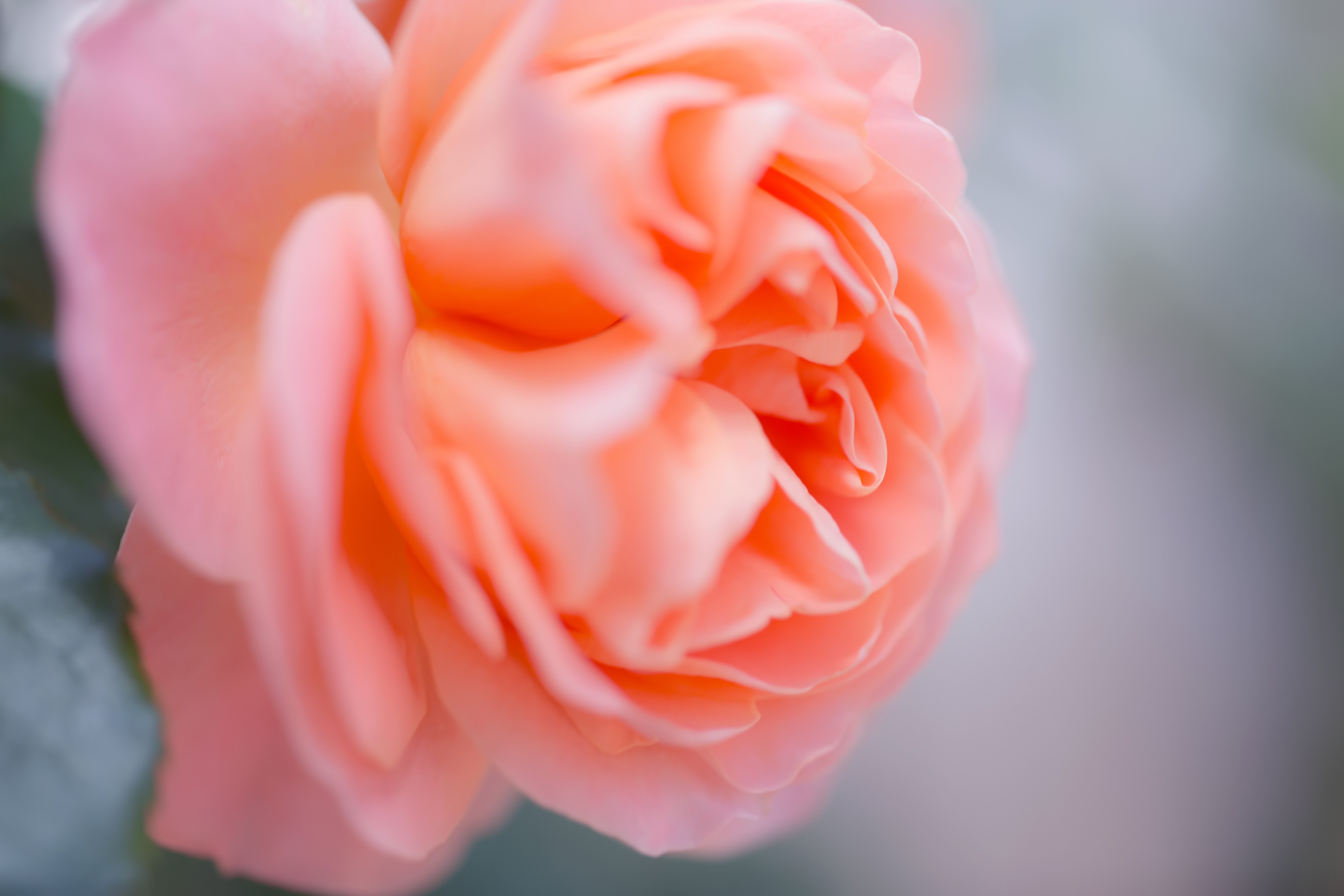 薄いピンクの薔薇の写真を無料ダウンロード フリー素材 ぱくたそ