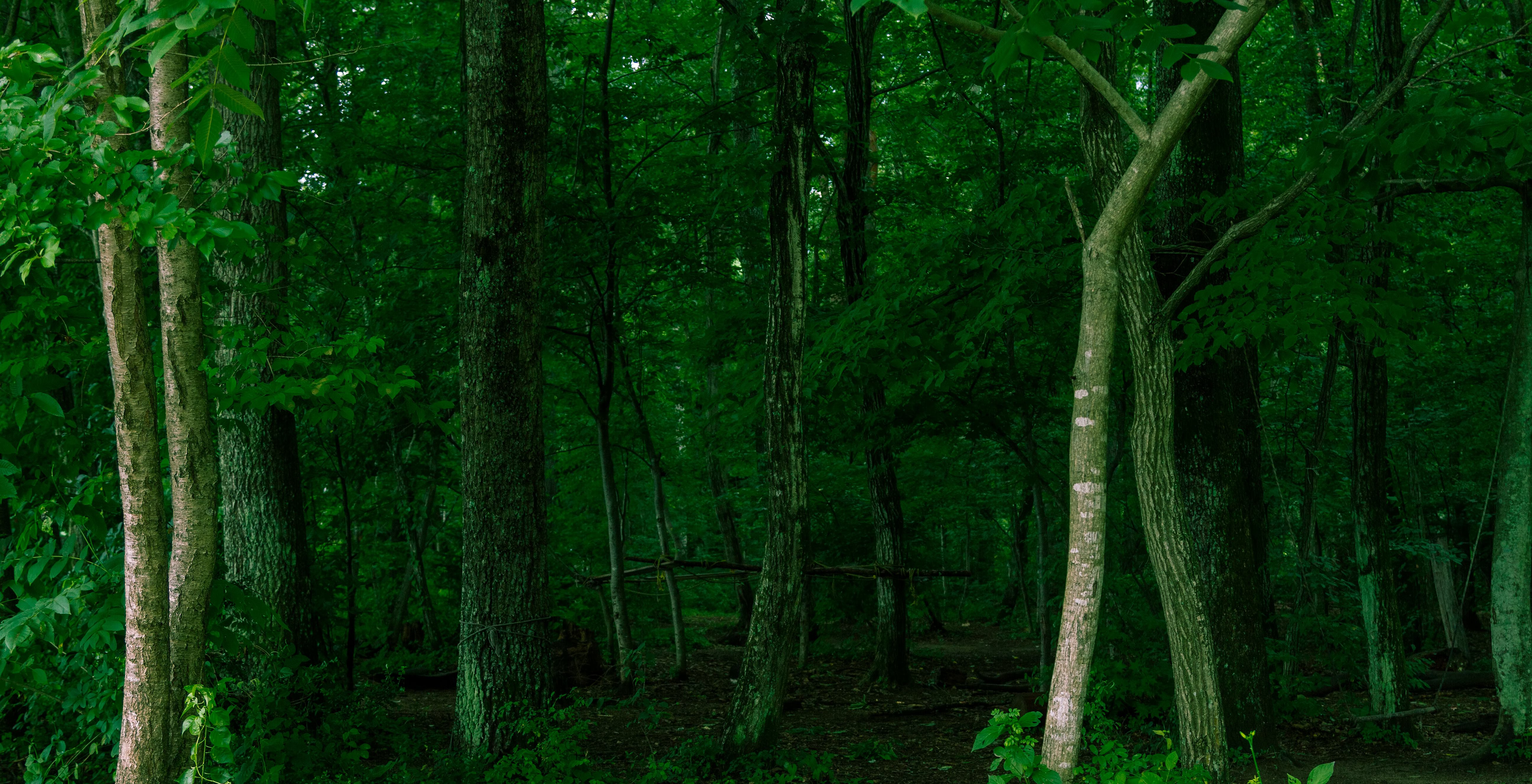 不気味な深い森の写真を無料ダウンロード フリー素材 ぱくたそ