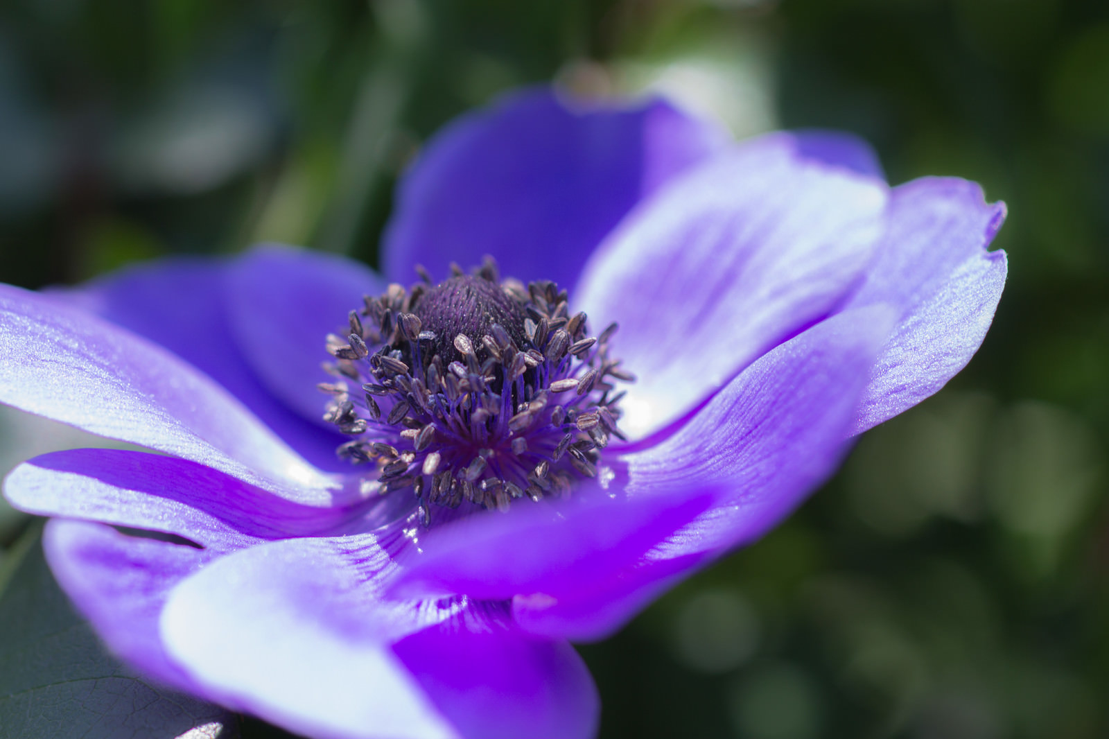 すべての花の画像 トップ100 イラスト アネモネ 壁紙