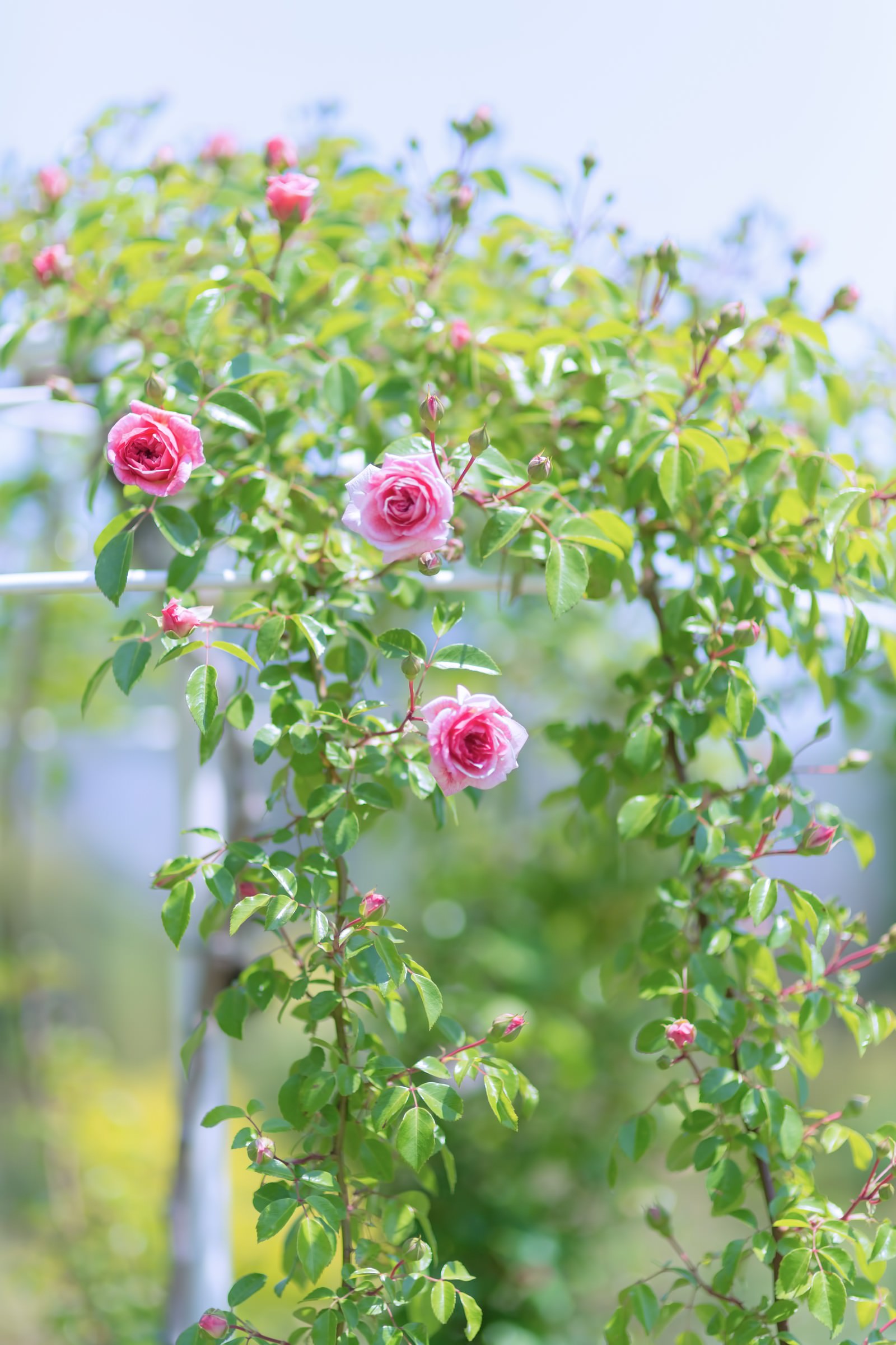 つぼみが開き始めて花びらがほどける咲き始めの薔薇の写真素材