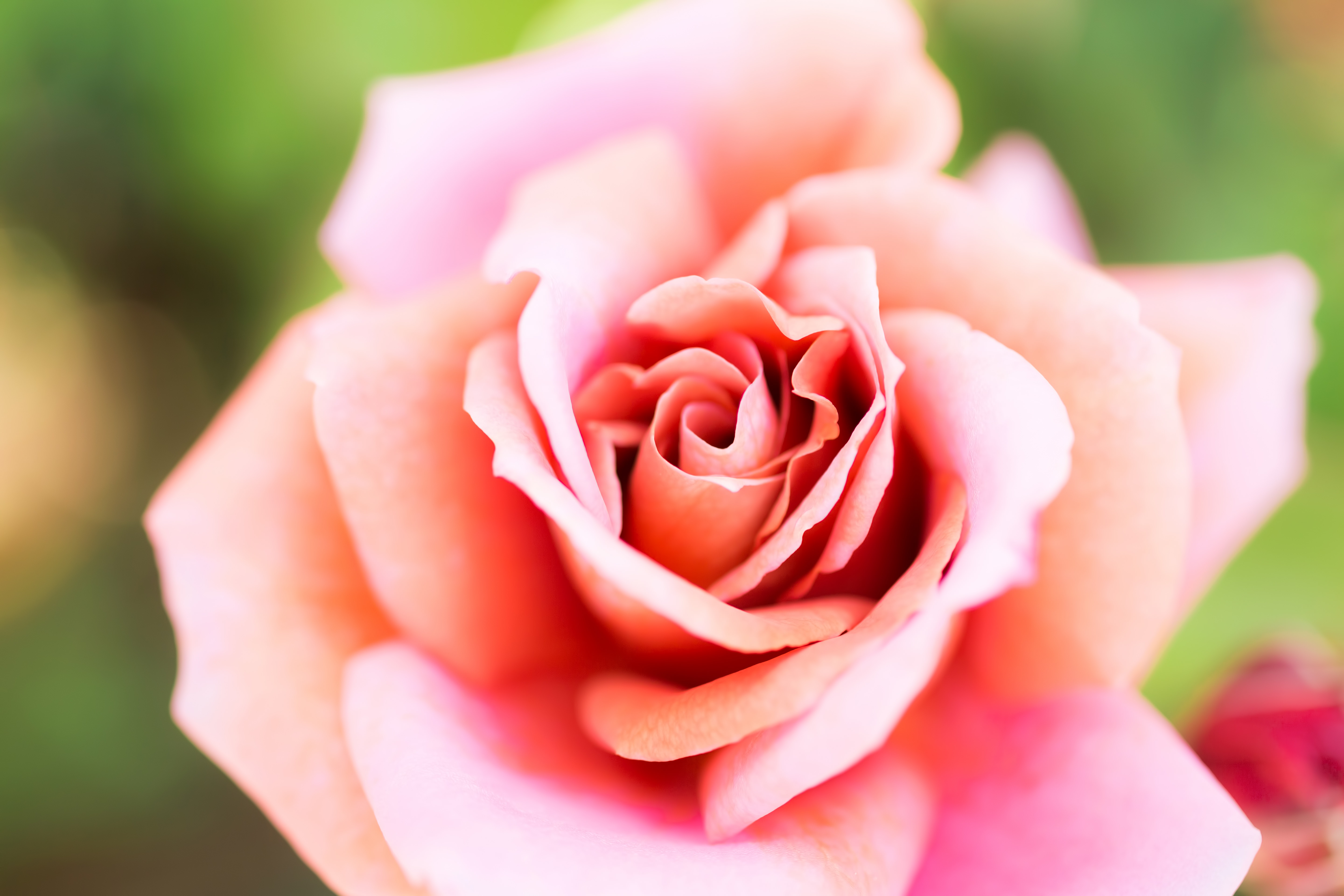 我がこころ君のみぞ知る ピンクの薔薇 の写真 フリー素材は ぱくたそ 写真を無料ダウンロード