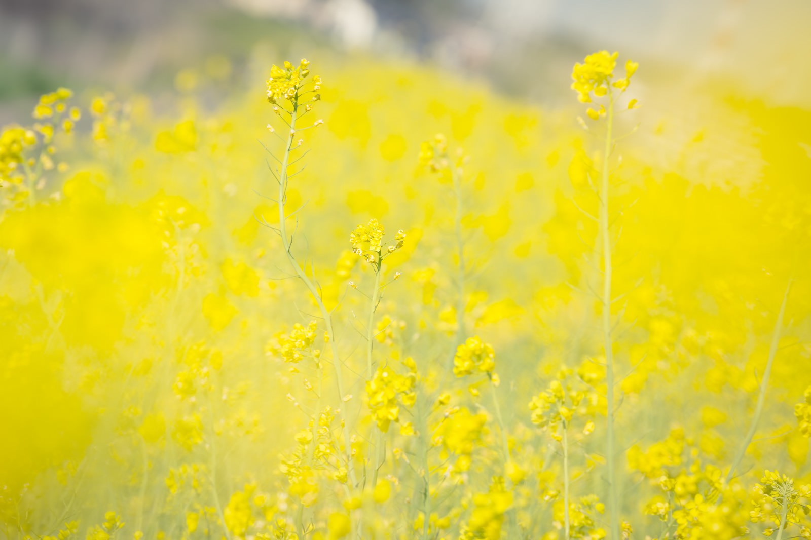 黄色いテクスチャー 菜の花 の写真 画像 フリー素材 ぱくたそ