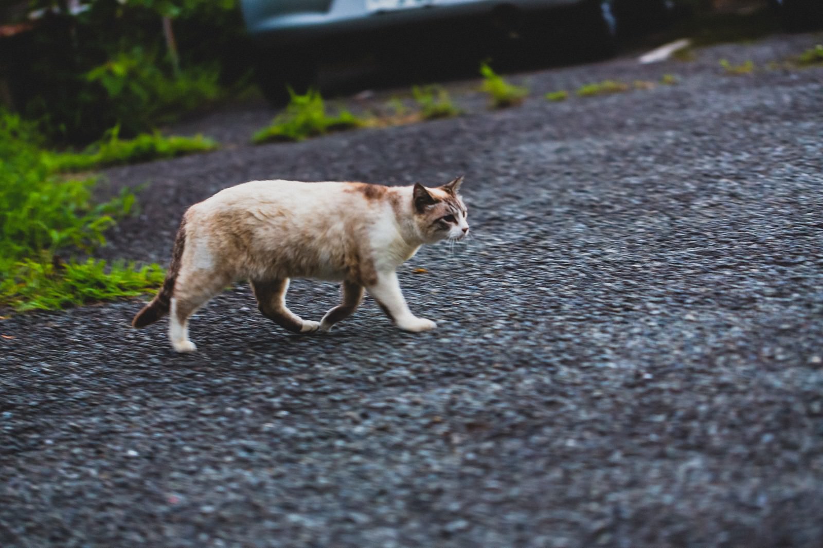 ちょっとそこ通りますよ 無料の写真素材はフリー素材のぱくたそ