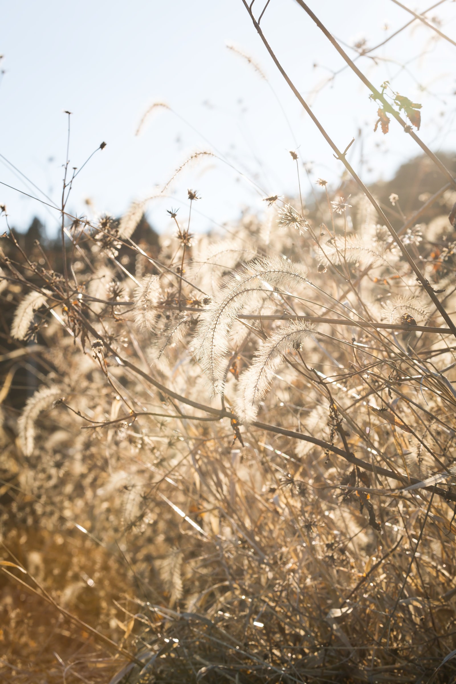 枯れた猫じゃらしの写真素材 ぱくたそ