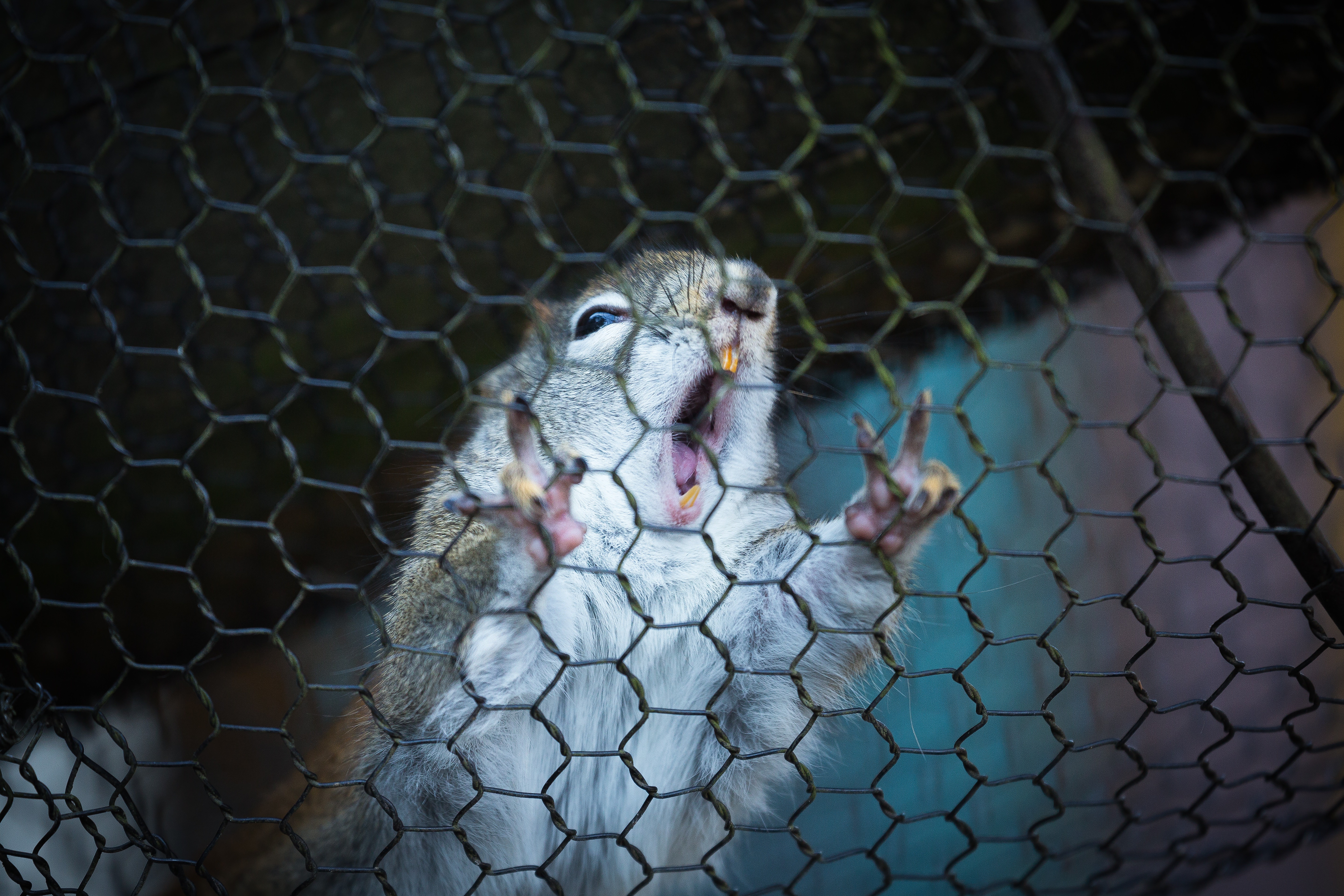 アッー 内視鏡検査中のリスの写真を無料ダウンロード フリー素材 ぱくたそ