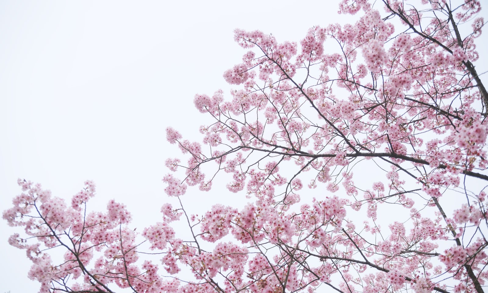 満開の八重紅桜の写真 画像 フリー素材 ぱくたそ