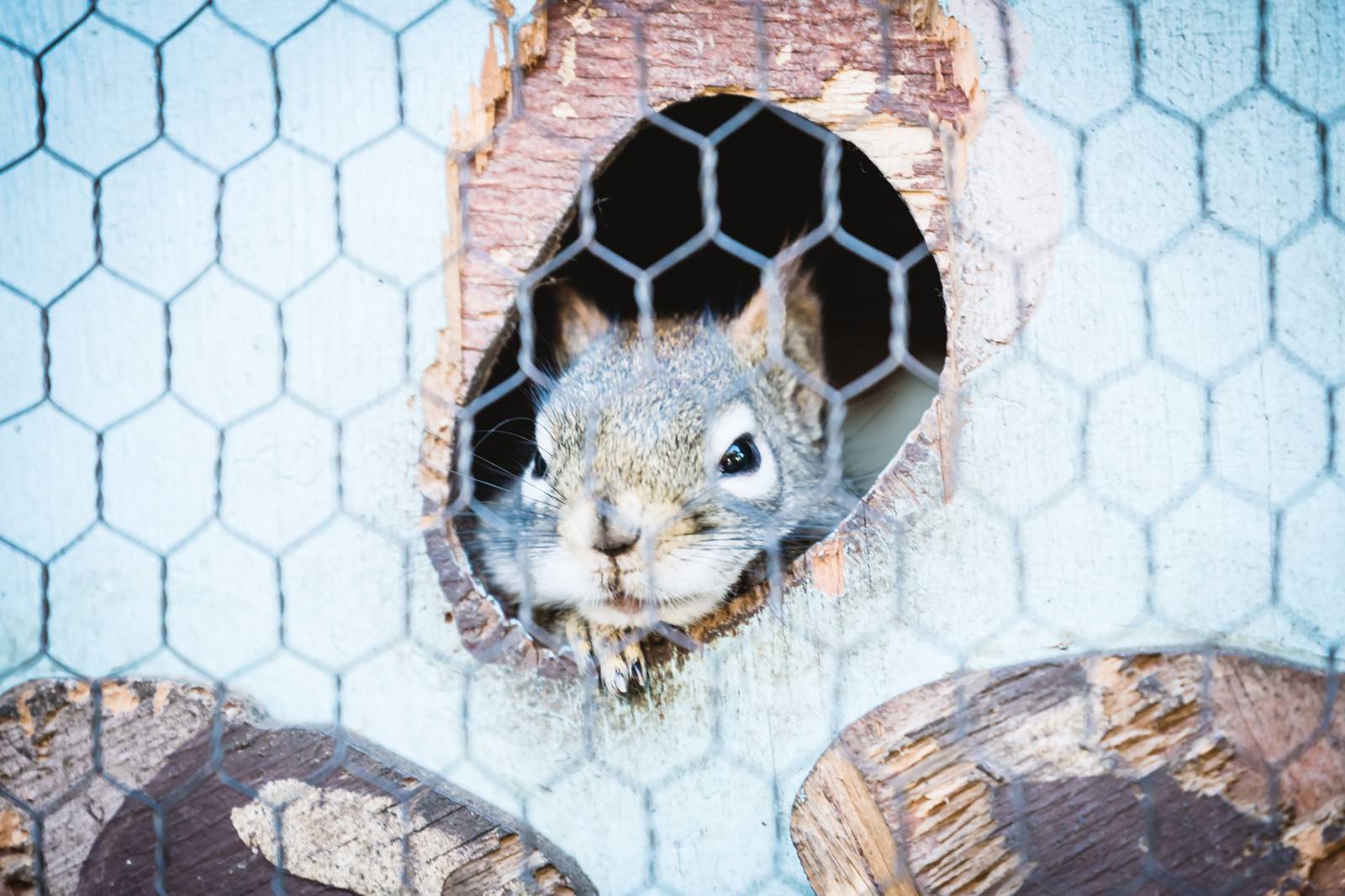 19年のベスト そ から 始まる 動物