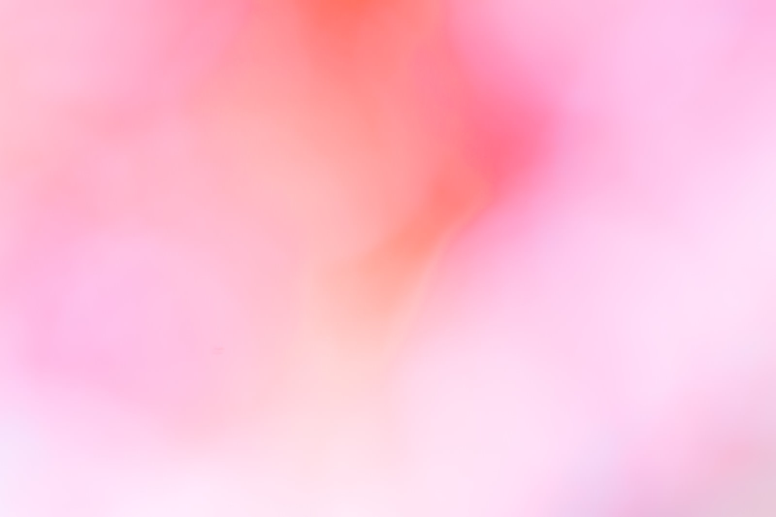 ロイヤリティフリーピンク 画像 素材 最高の花の画像