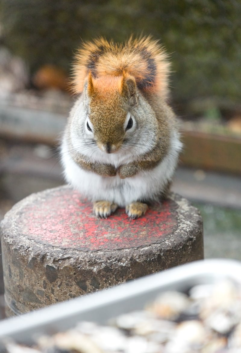 「餌の前でお預けしている丸くなったリス」の写真