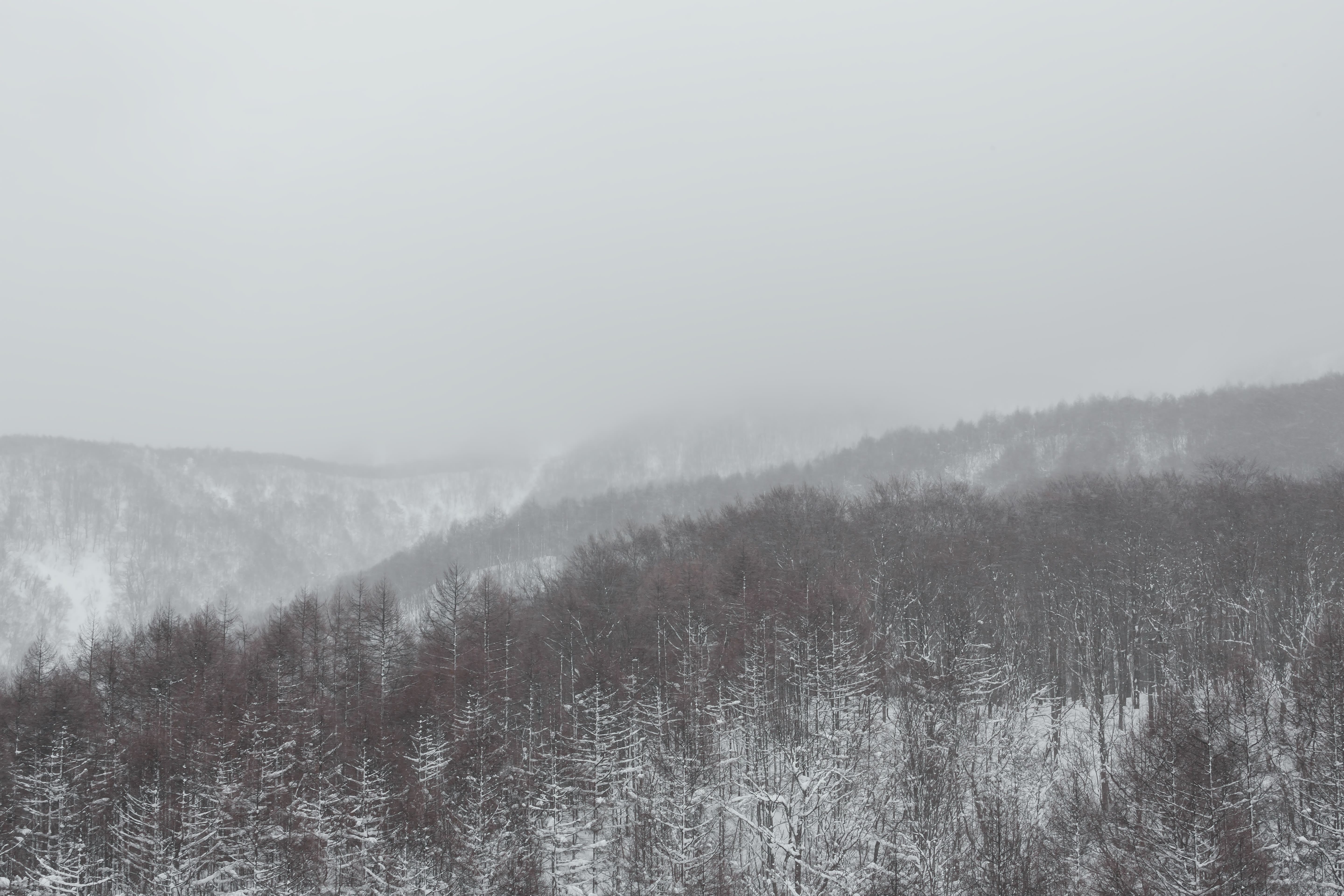 吹雪きと針葉樹の山の写真を無料ダウンロード フリー素材 ぱくたそ 吹雪きと針葉樹の山の写真を無料ダウンロード フリー素材 ぱくたそ