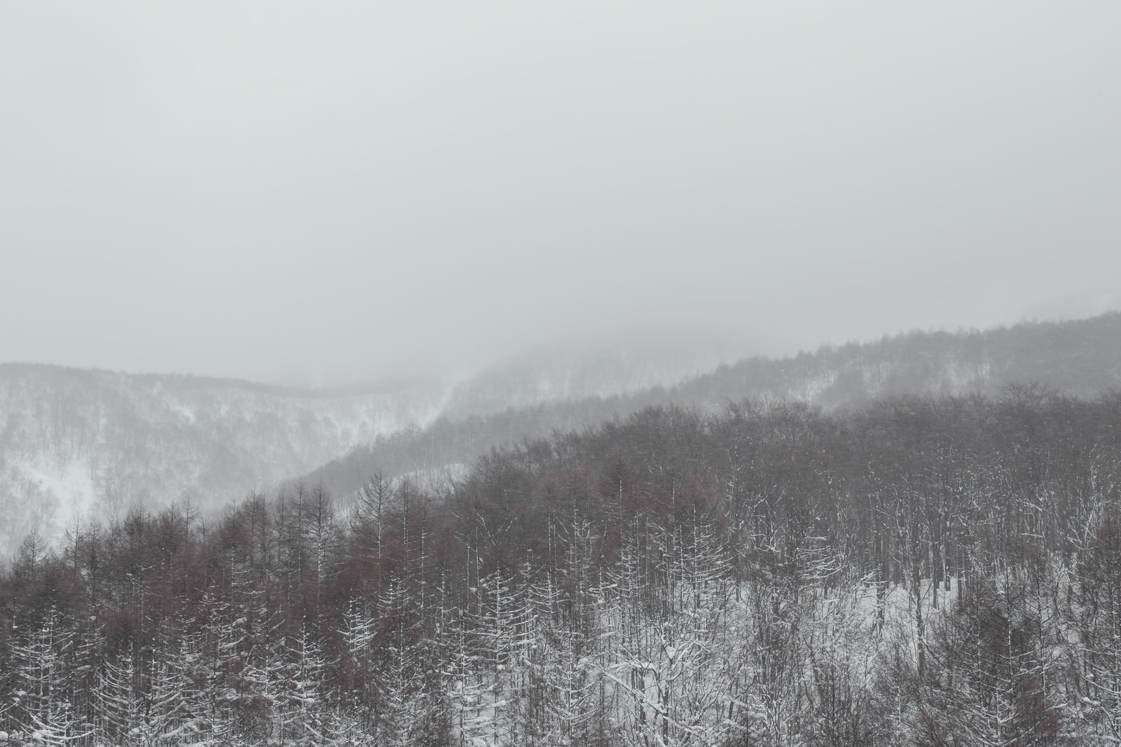 吹雪きと針葉樹の山の写真 画像 を無料ダウンロード フリー素材のぱくたそ