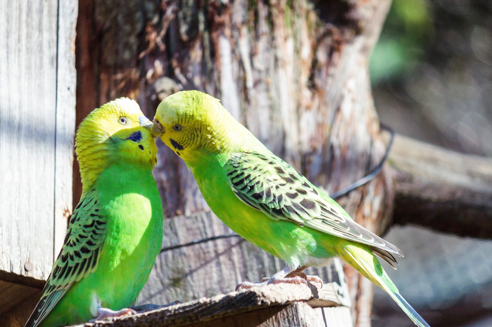 友だちだと思っていた彼に突然 唇を奪われたインコの写真 画像 を無料ダウンロード フリー素材のぱくたそ