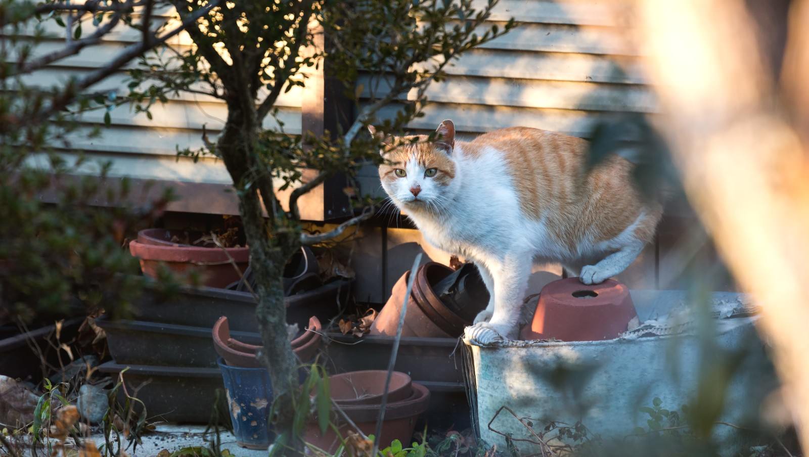 こっちみんな 猫の写真 画像 を無料ダウンロード フリー素材のぱくたそ こっちみんな 猫の写真 画像 を無料ダウンロード フリー素材のぱくたそ