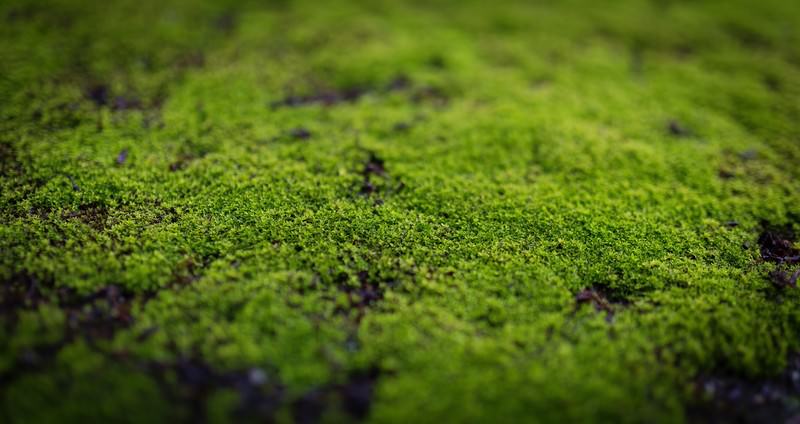 張り付いた苔の無料の写真素材 フリー素材 をダウンロード ぱくたそ