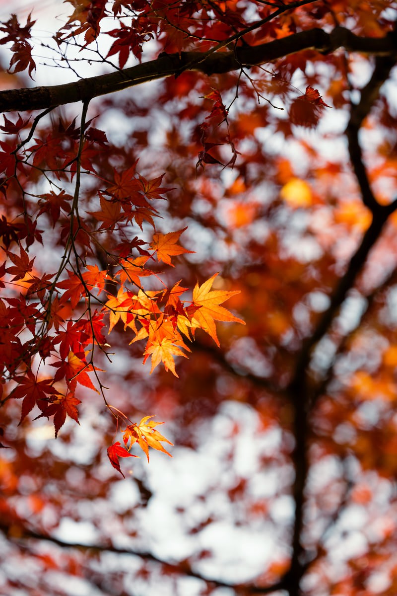 夕暮れ時のモミジの写真素材 ぱくたそ