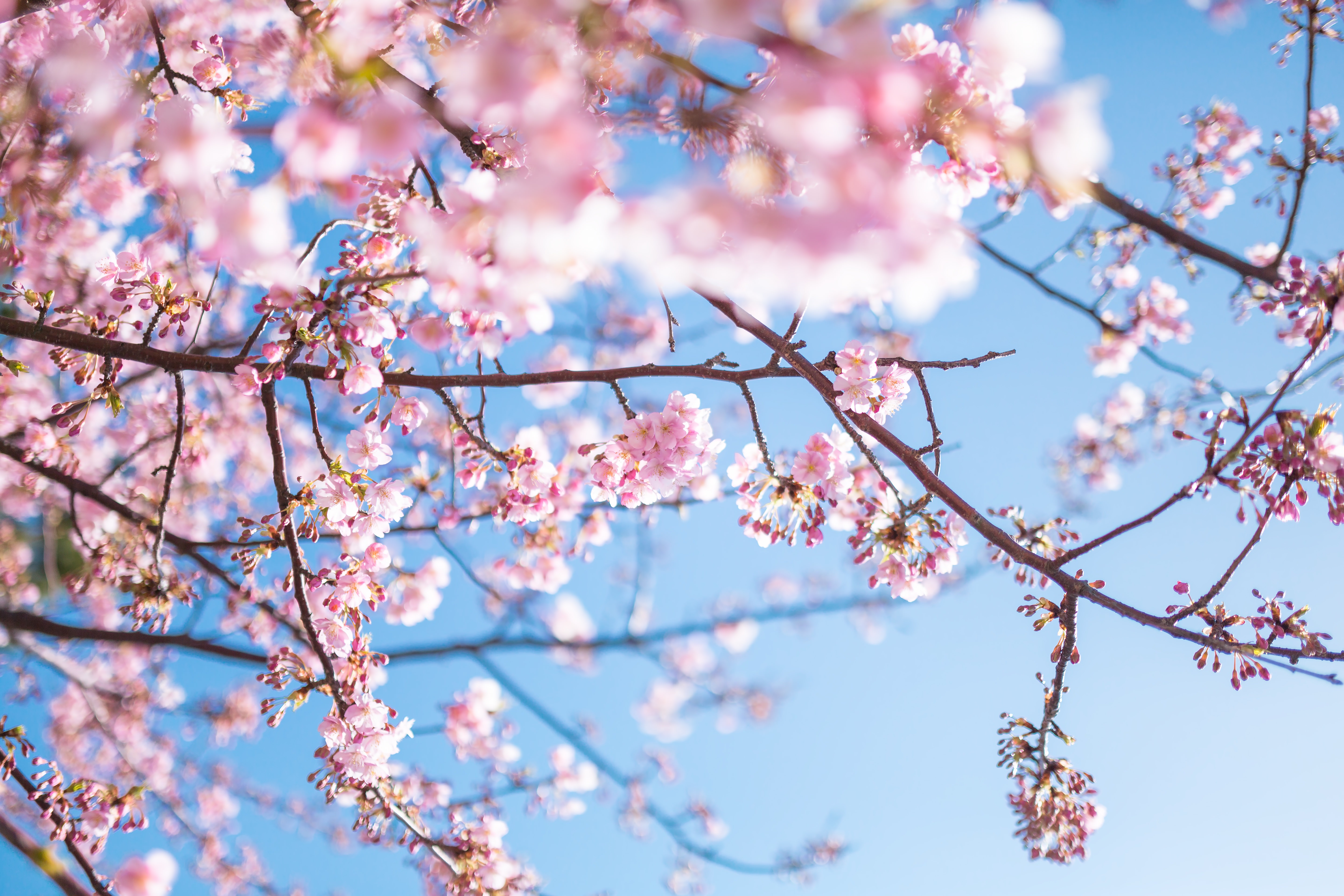 青く鮮やかな空と桜の写真素材 ぱくたそ