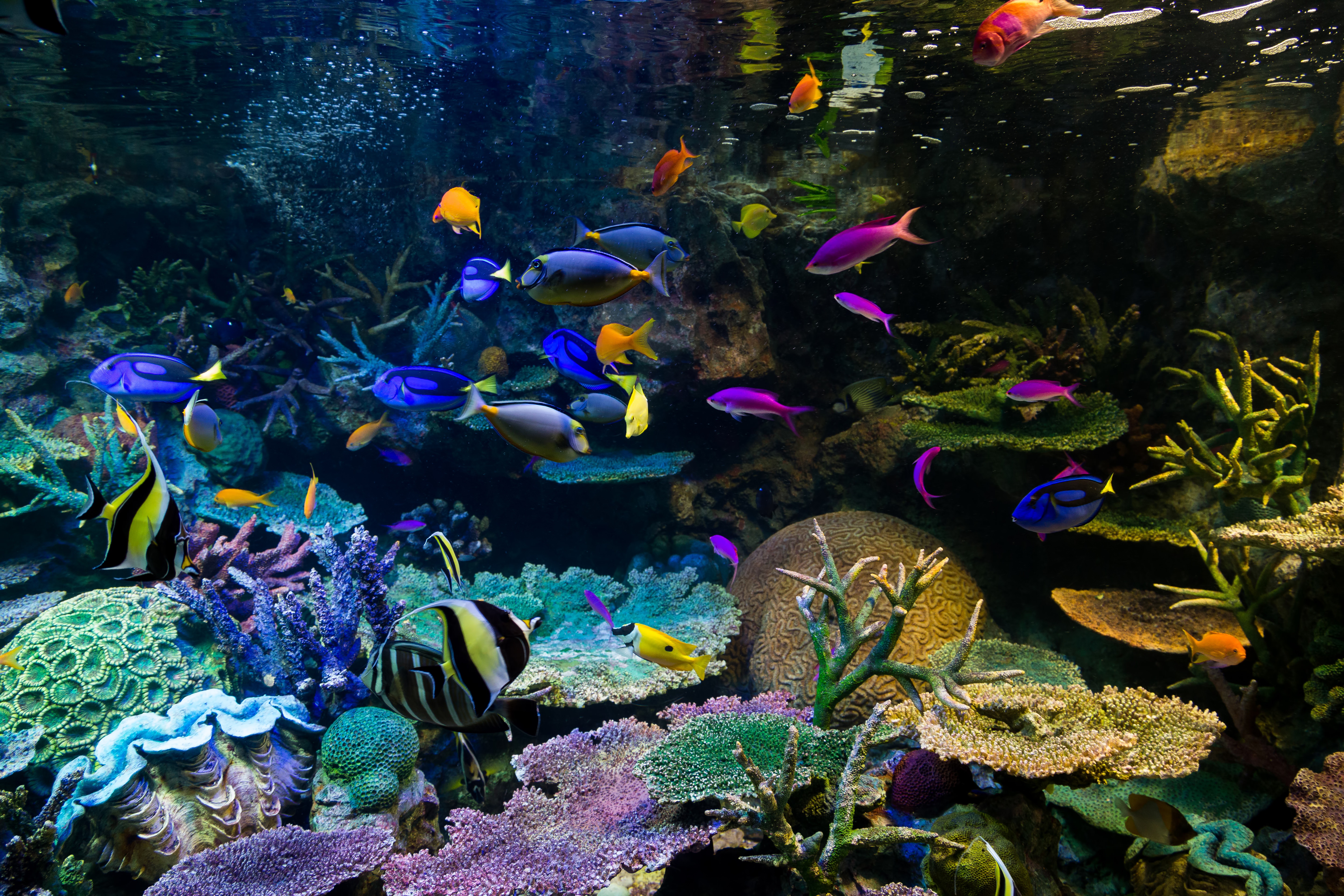 水族館の熱帯魚の写真素材 ぱくたそ