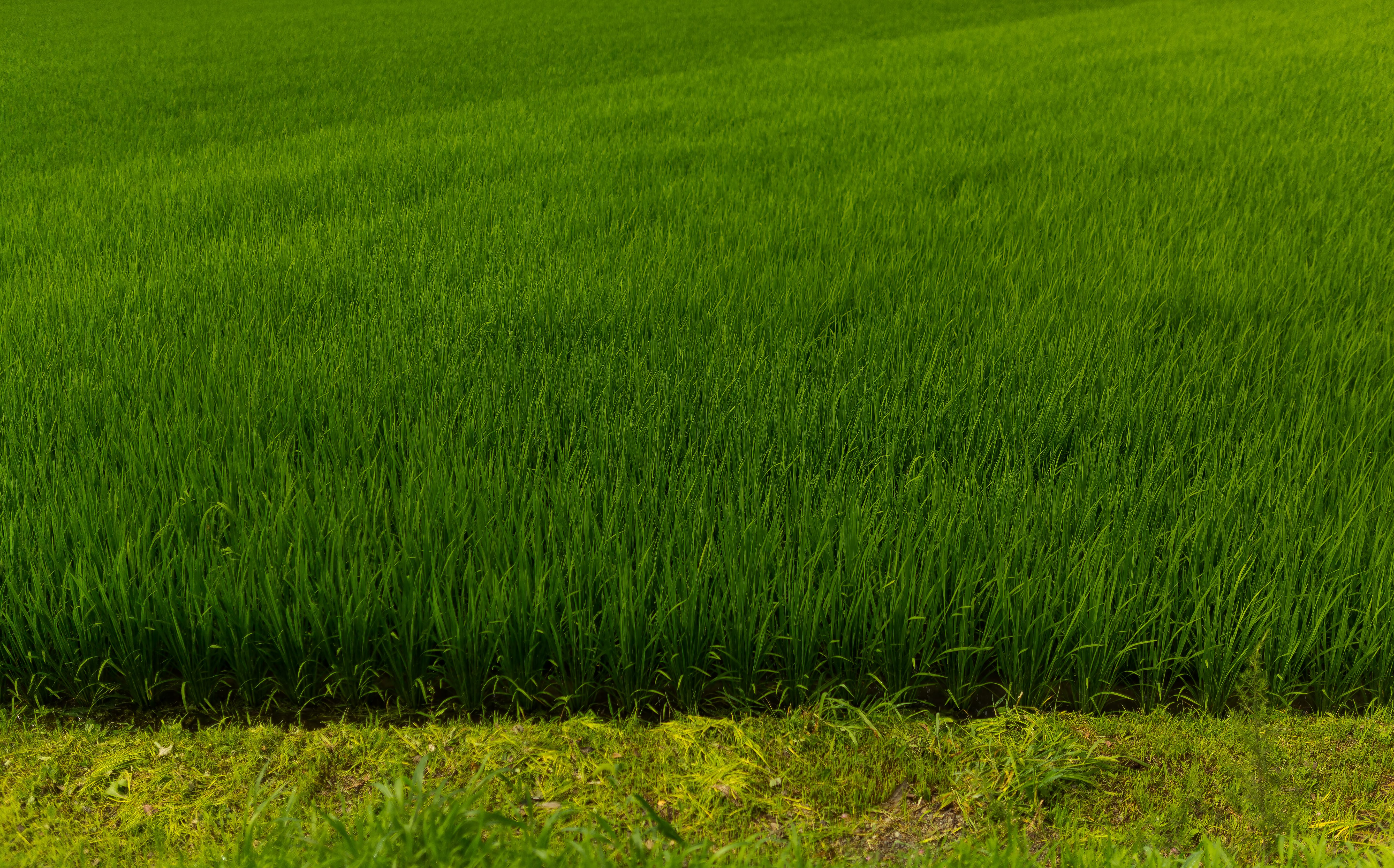 夏の田んぼの無料の写真素材 フリー素材 をダウンロード ぱくたそ