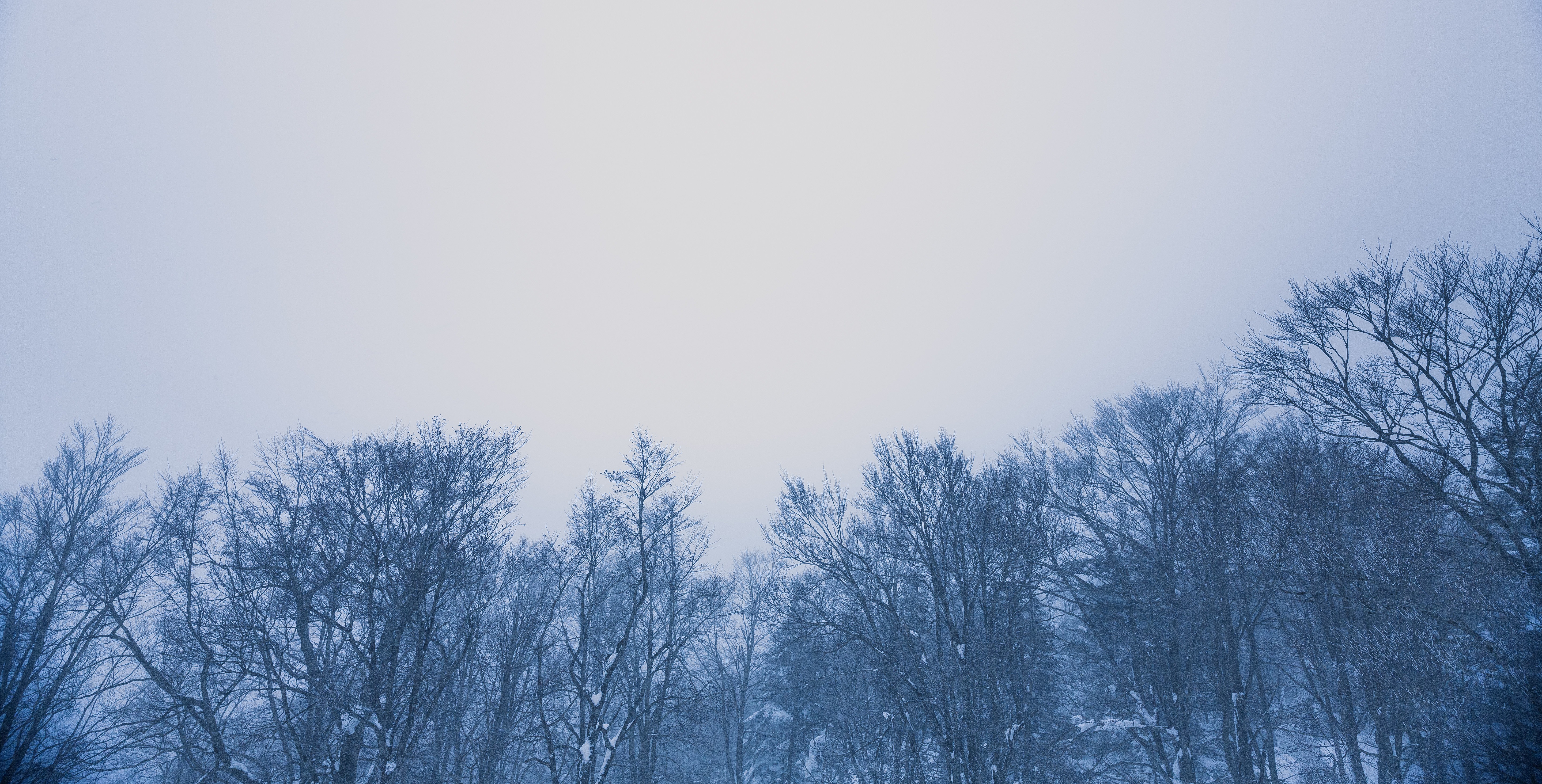 雪林の写真素材 ぱくたそ