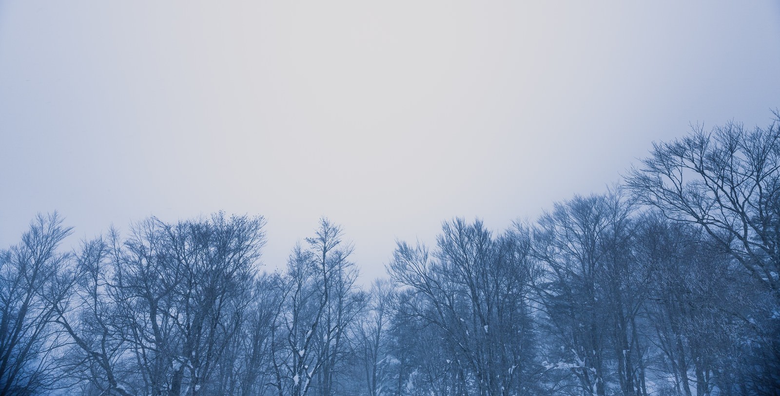 雪林の写真素材 ぱくたそ