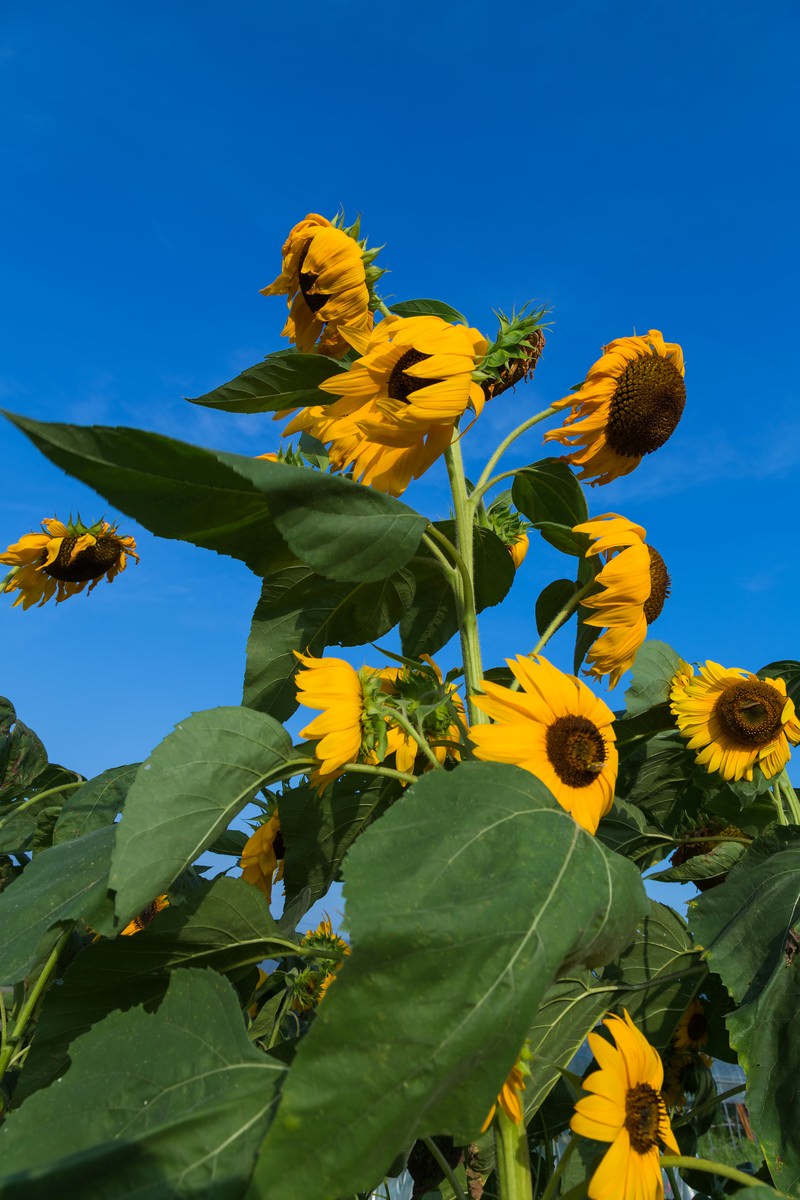 向日葵確認ページ PAK86_atusugitehenahenahimawar