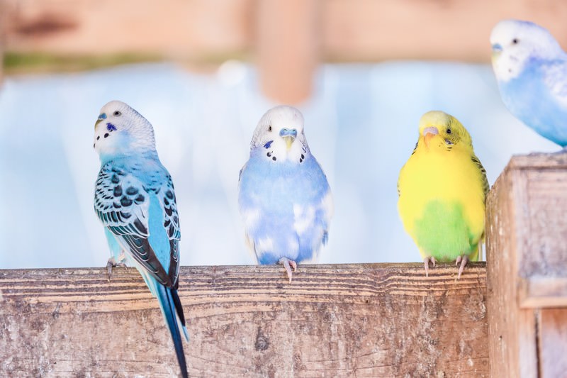 井戸端インコの写真素材 ぱくたそ