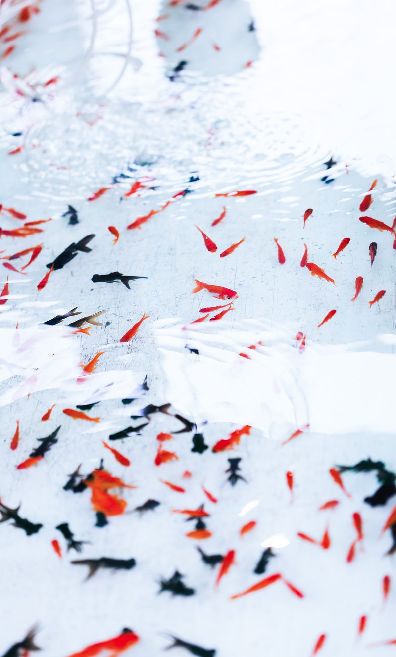 お祭りの金魚すくい 昼間 の写真を無料ダウンロード フリー素材 ぱくたそ お祭りの金魚すくい 昼間 の写真を無料ダウンロード フリー素材 ぱくたそ