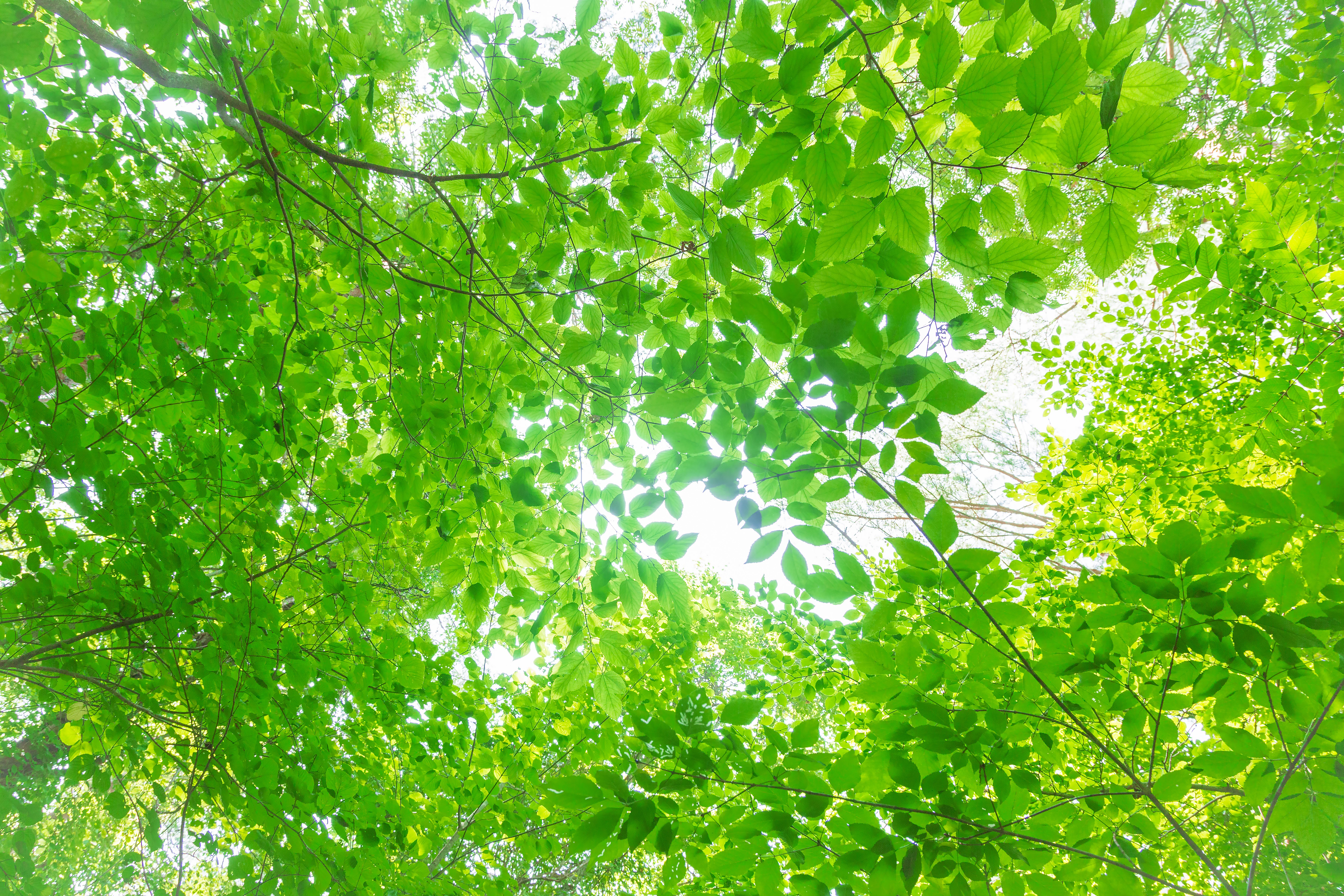 夏の木漏れ日の無料写真素材 - ID.3472｜ぱくたそ