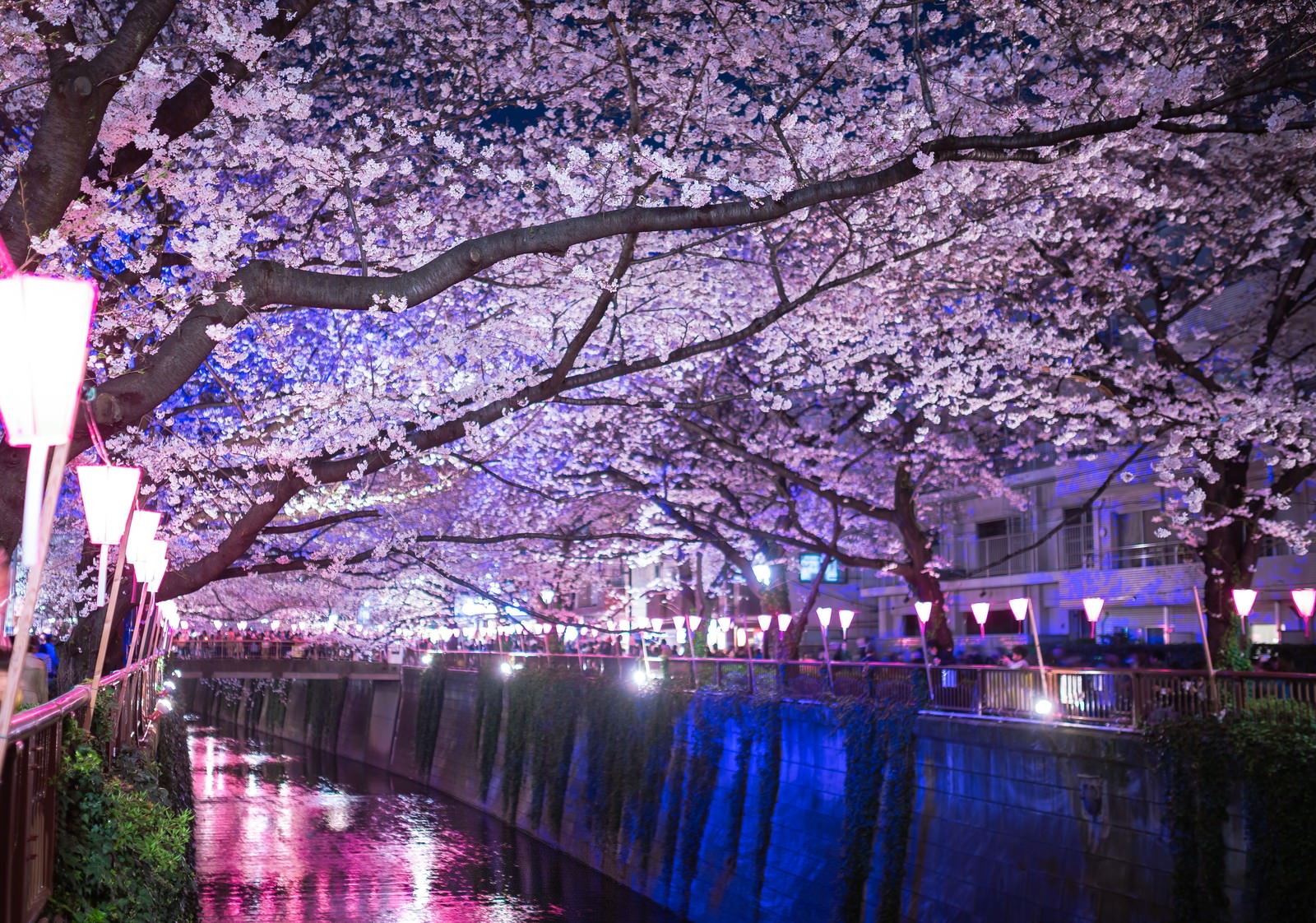 目黒川の桜のアーチ 夜桜 の写真 画像 フリー素材 ぱくたそ