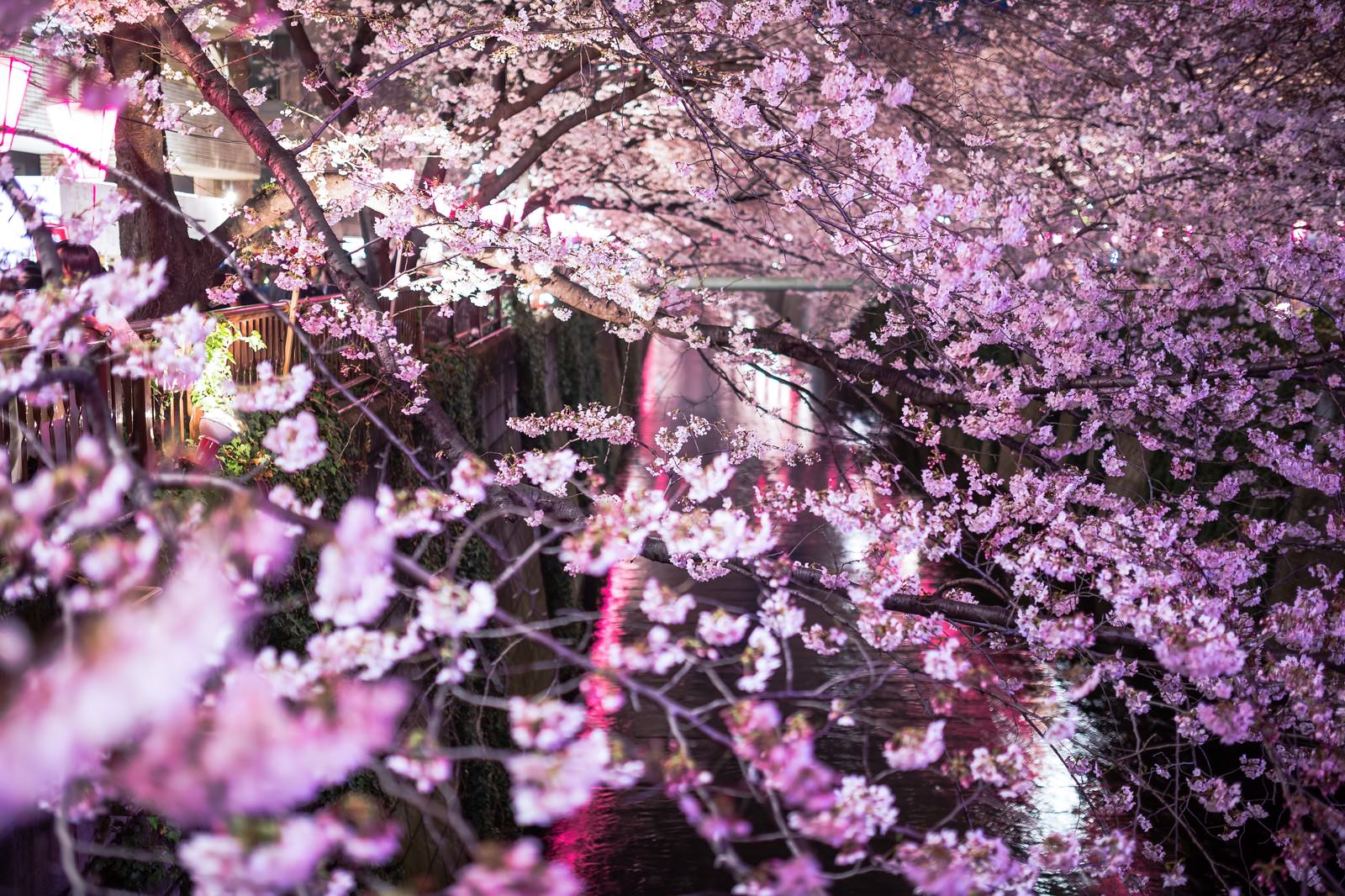 目黒川と咲き誇る夜桜の写真素材 ぱくたそ