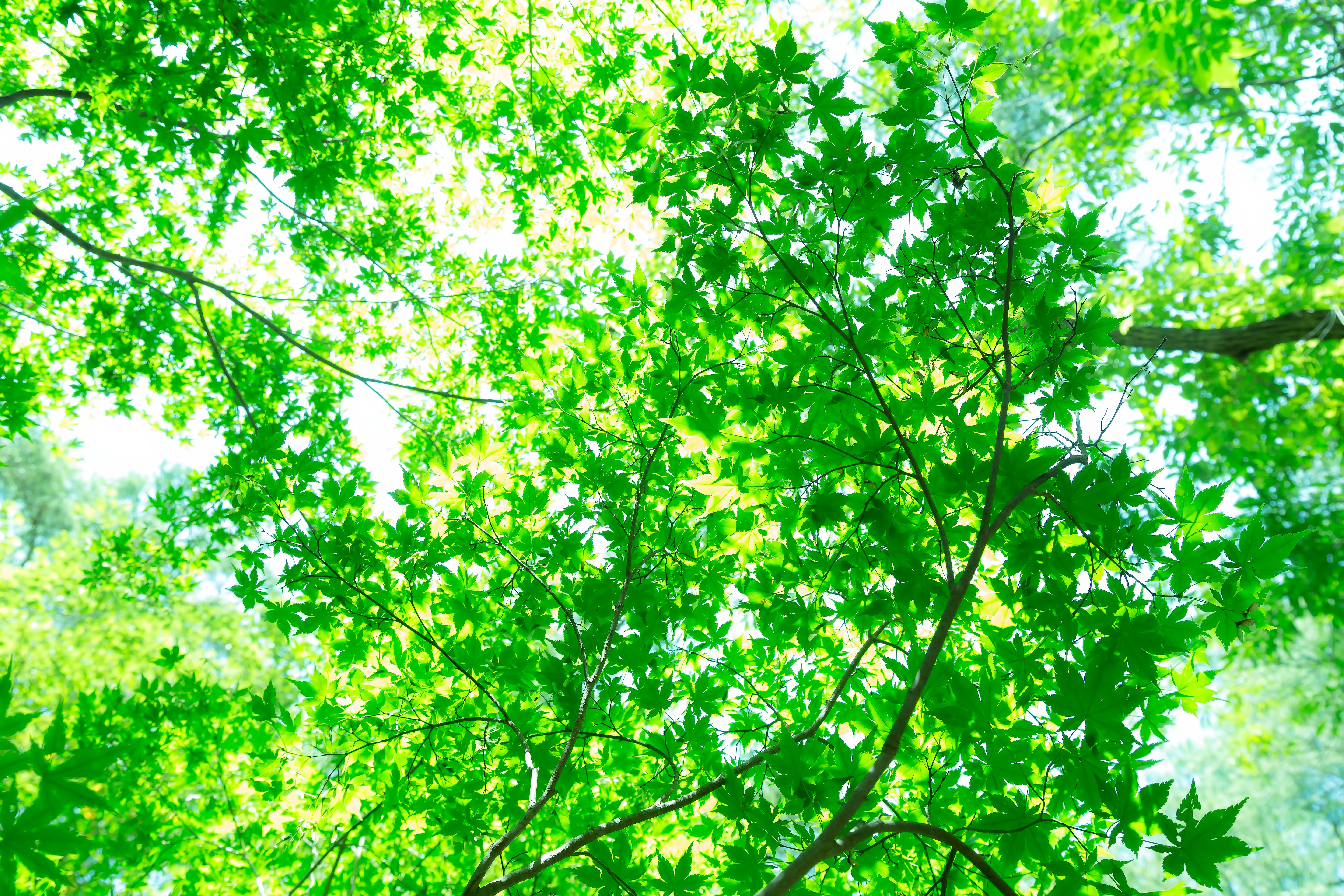 木漏れ日の緑の写真 画像 フリー素材 ぱくたそ