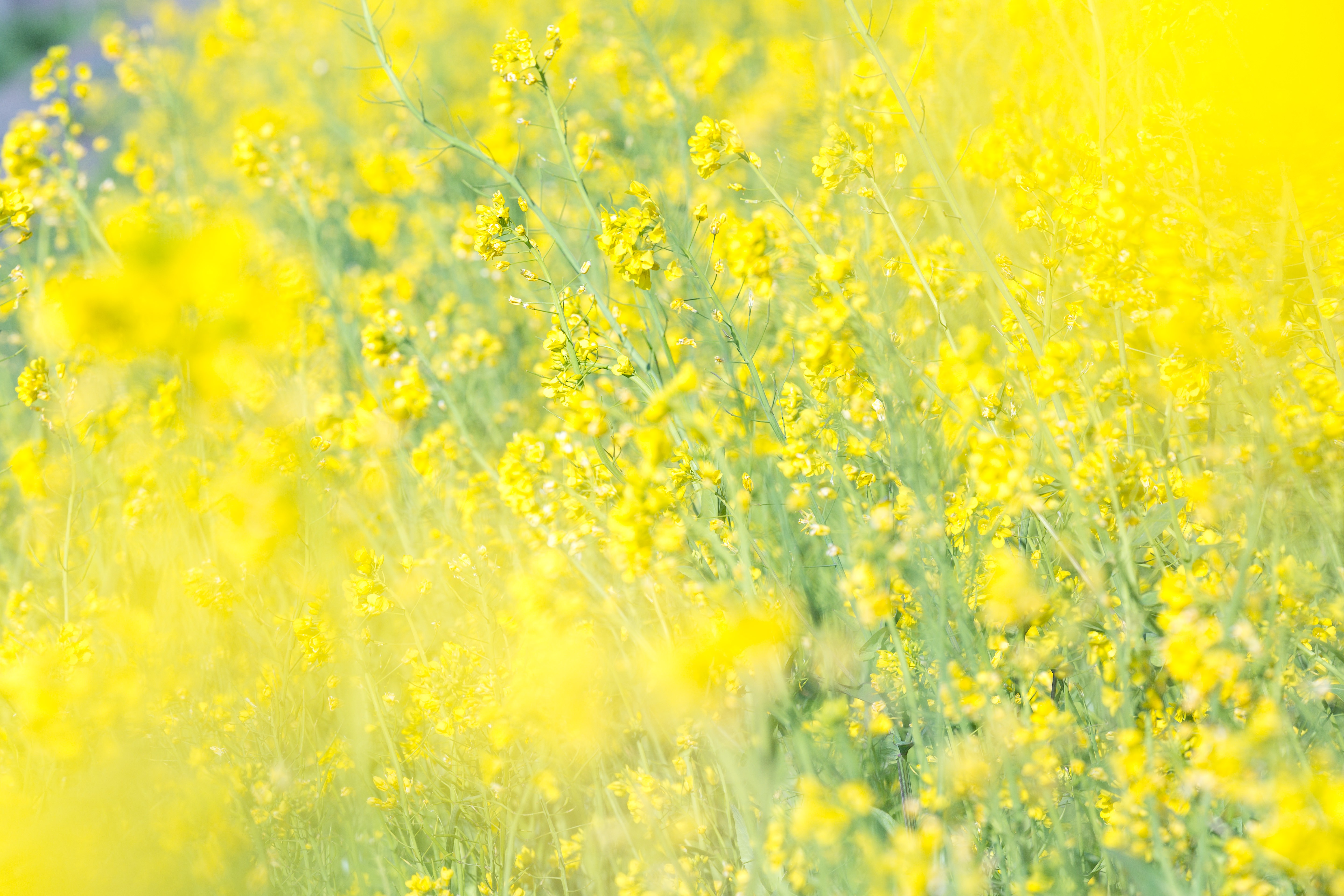 満開の菜の花畑の写真 フリー素材は ぱくたそ 写真を無料ダウンロード