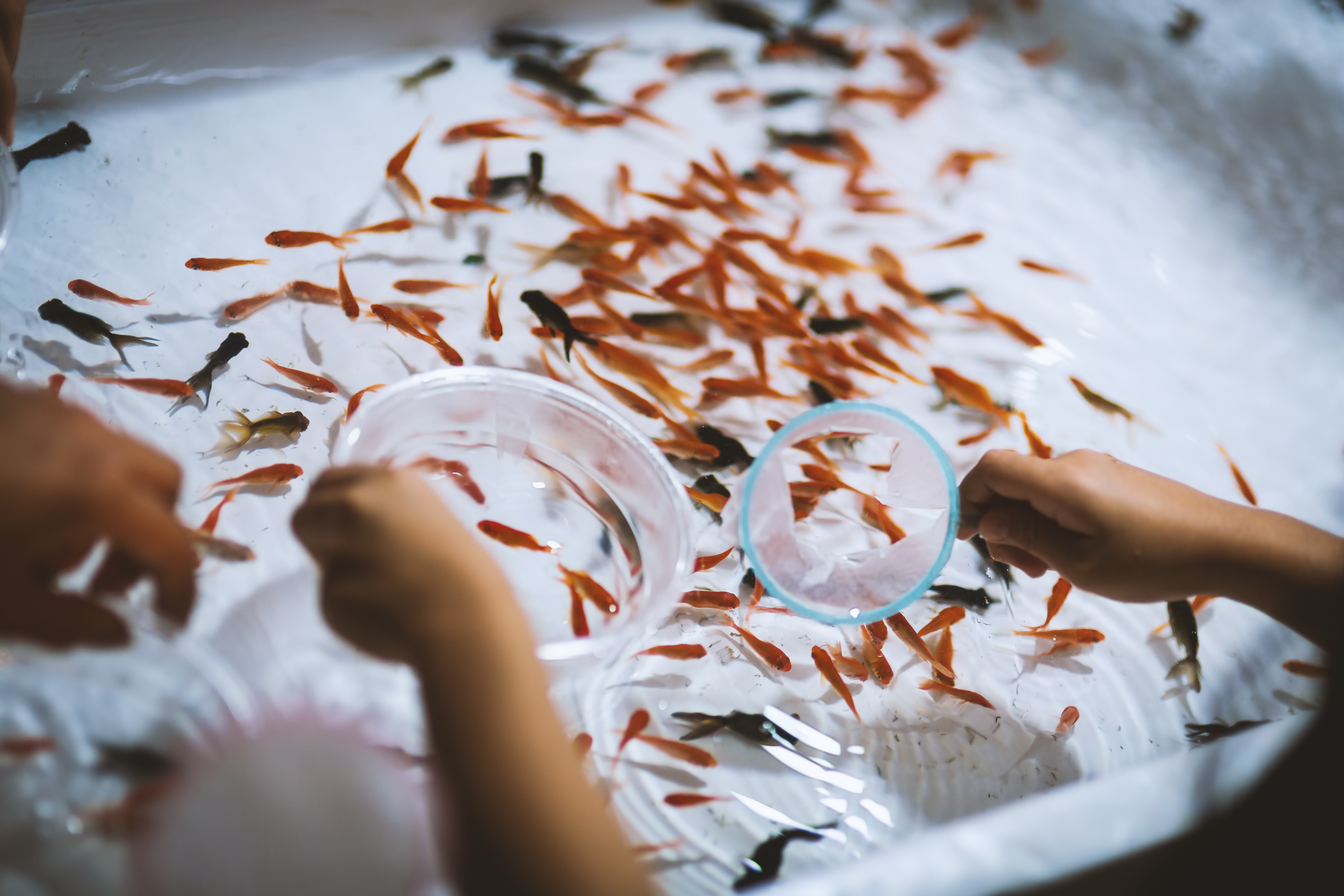 お祭りの金魚すくいの写真素材 ぱくたそ