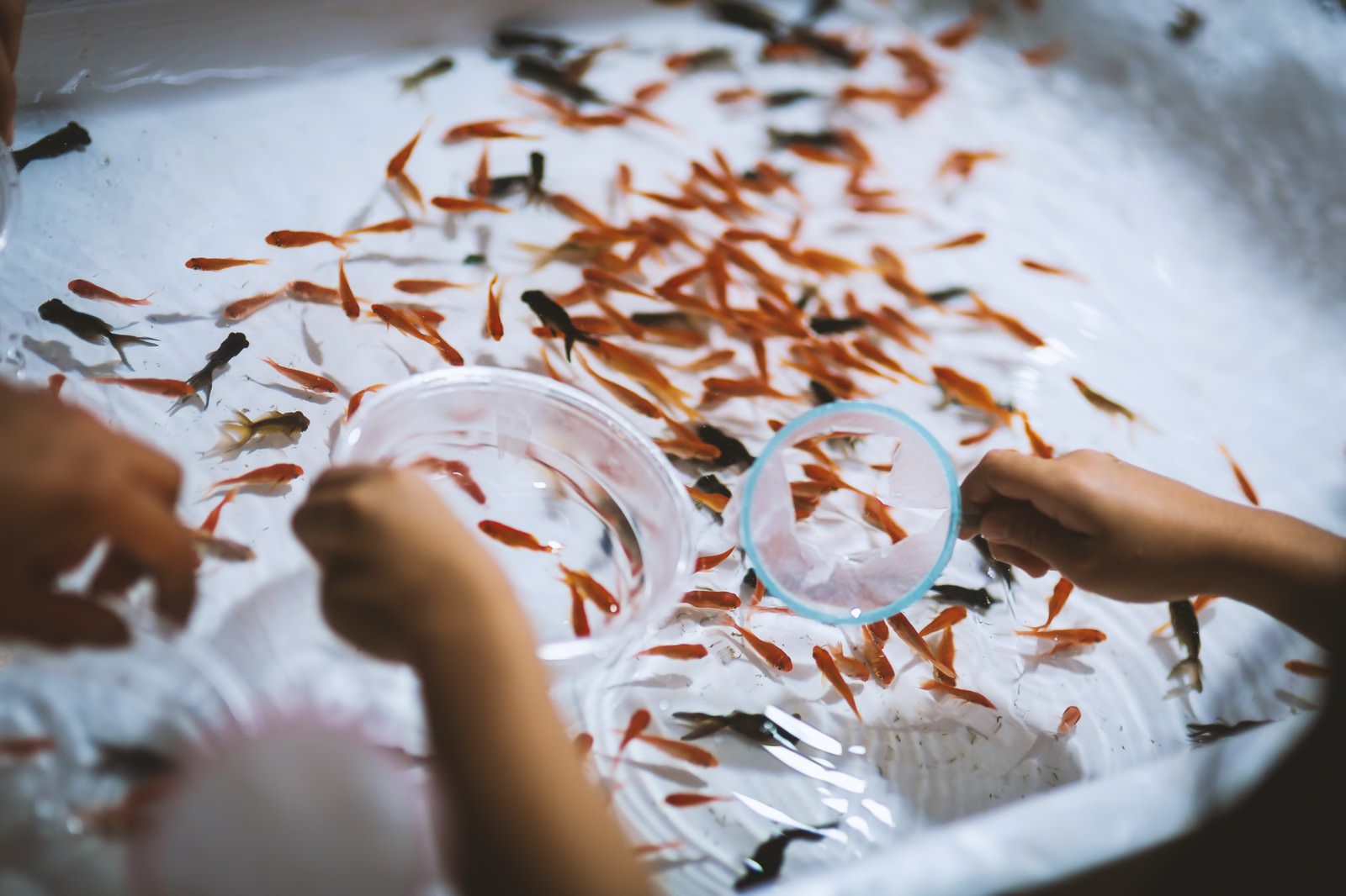 ã€ŒãŠç¥­ã‚Šã®é‡‘é­šã™ãã„ã€ã®å†™çœŸ