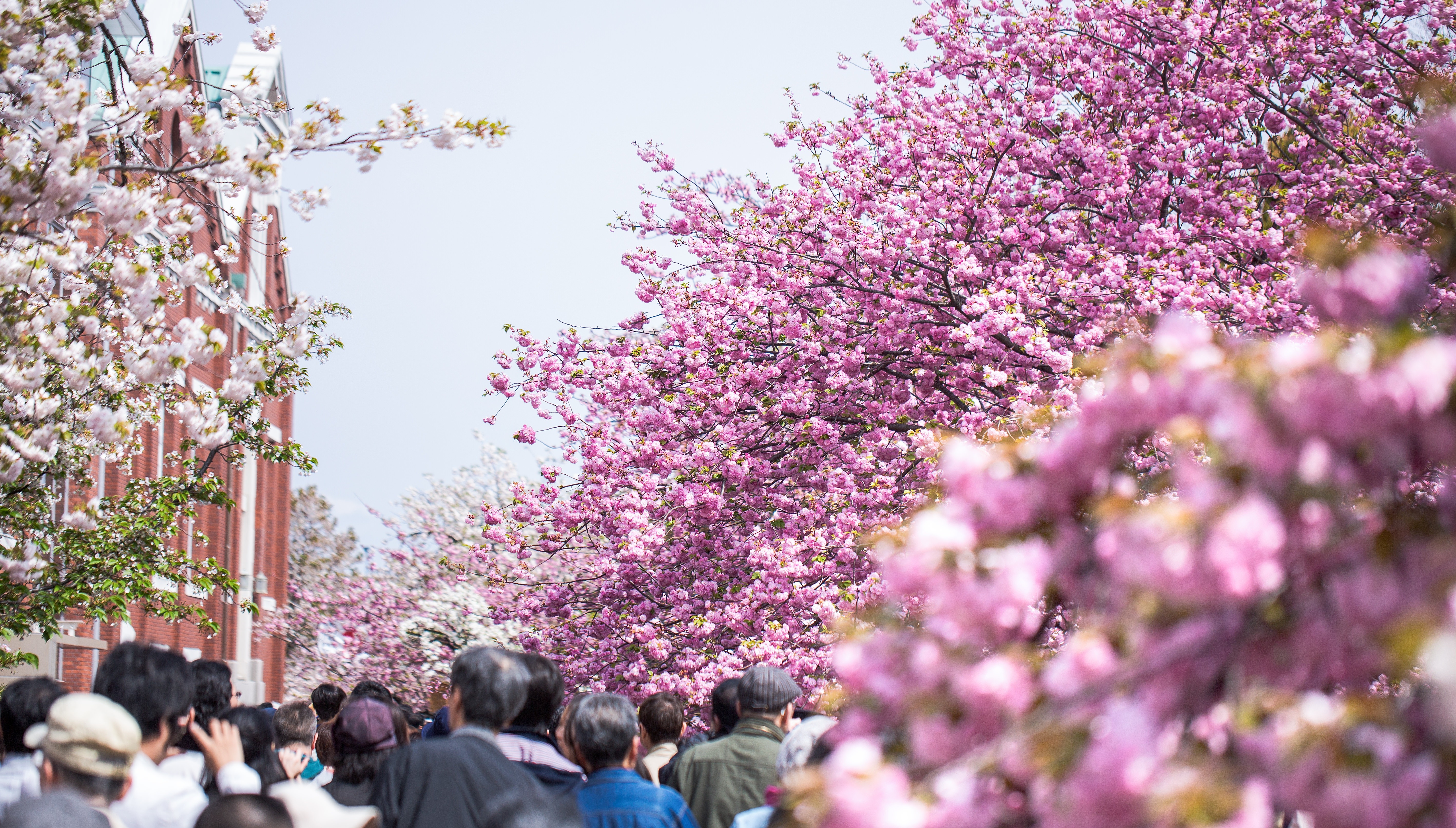 造幣局桜の通り抜けの写真を無料ダウンロード フリー素材 ぱくたそ 造幣局桜の通り抜けの写真を無料ダウンロード フリー素材 ぱくたそ