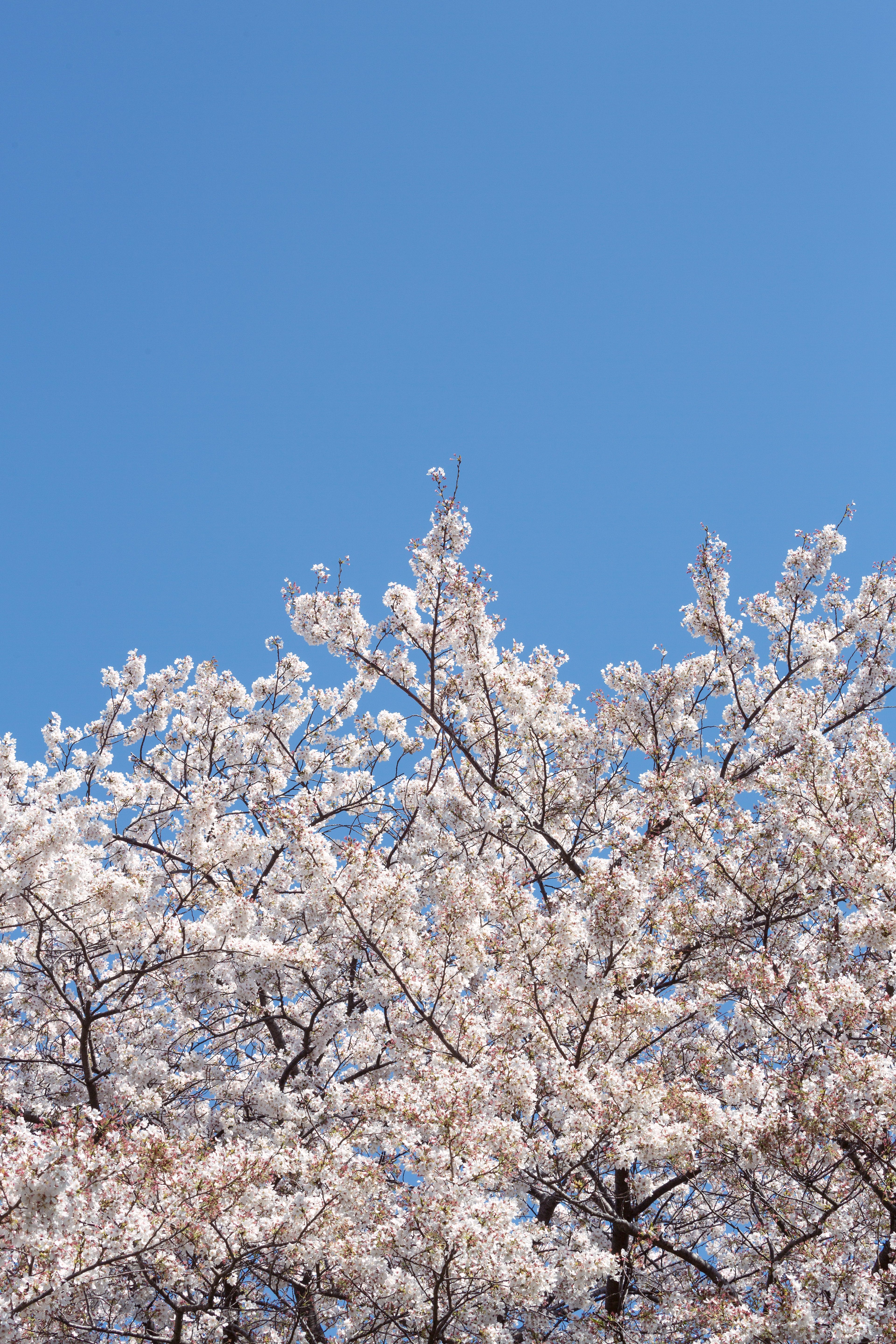 桜の花と青空の写真素材 ぱくたそ